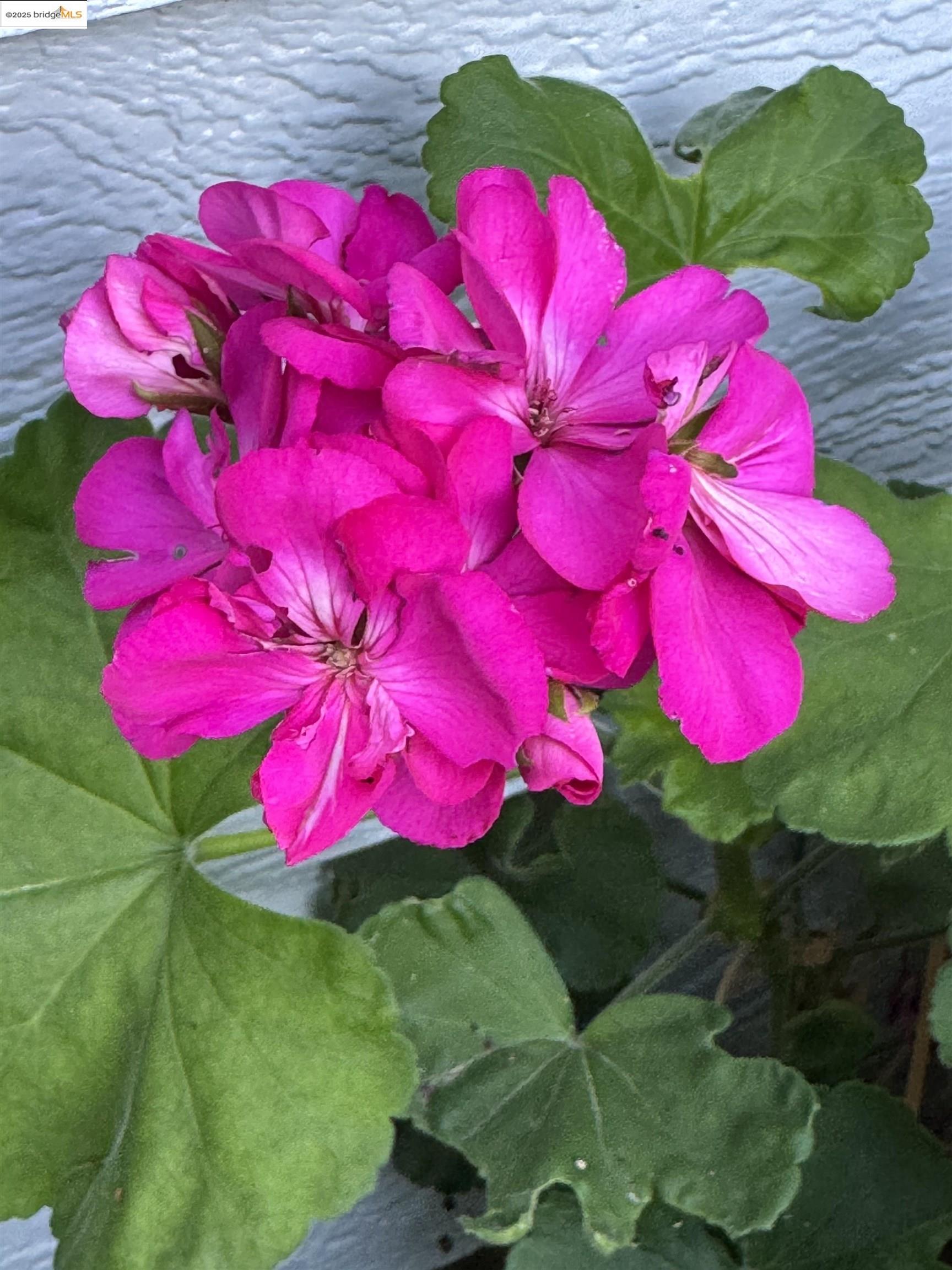 Detail Gallery Image 9 of 57 For 3124 Sunflower Drive, Antioch,  CA 94531 - 5 Beds | 2/1 Baths