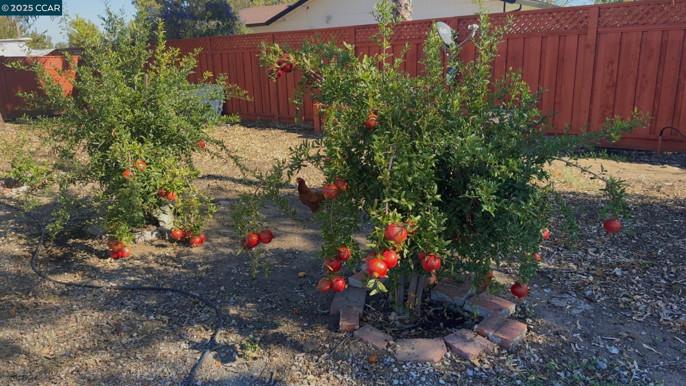 Detail Gallery Image 31 of 35 For 4169 Knightsen Ave, Oakley,  CA 94561 - 3 Beds | 2 Baths