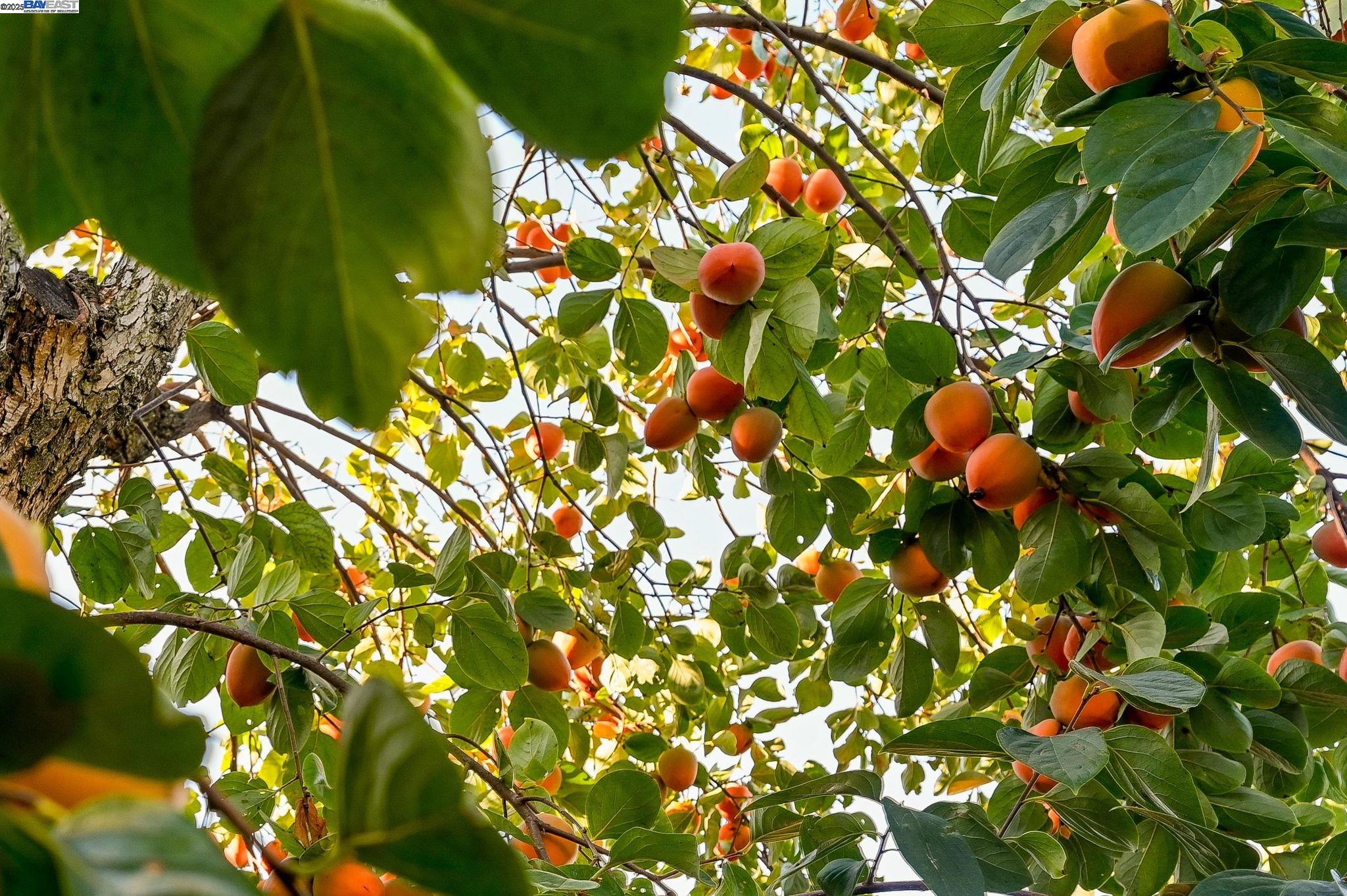 Detail Gallery Image 30 of 34 For 1732 Elmhurst Lane, Concord,  CA 94521 - 4 Beds | 2 Baths