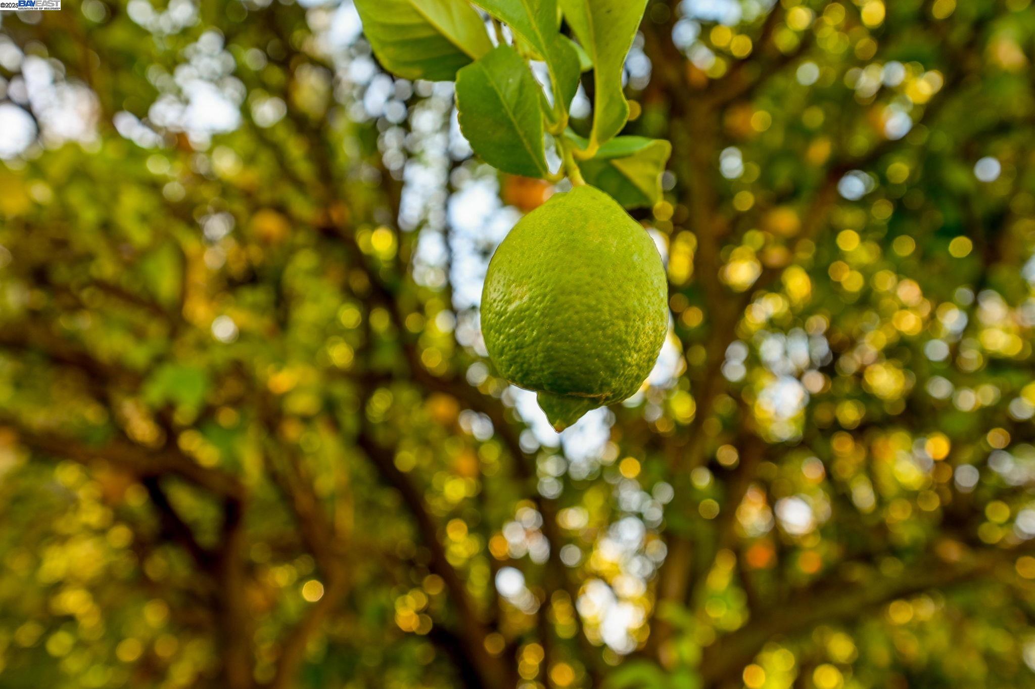 Detail Gallery Image 32 of 34 For 1732 Elmhurst Lane, Concord,  CA 94521 - 4 Beds | 2 Baths