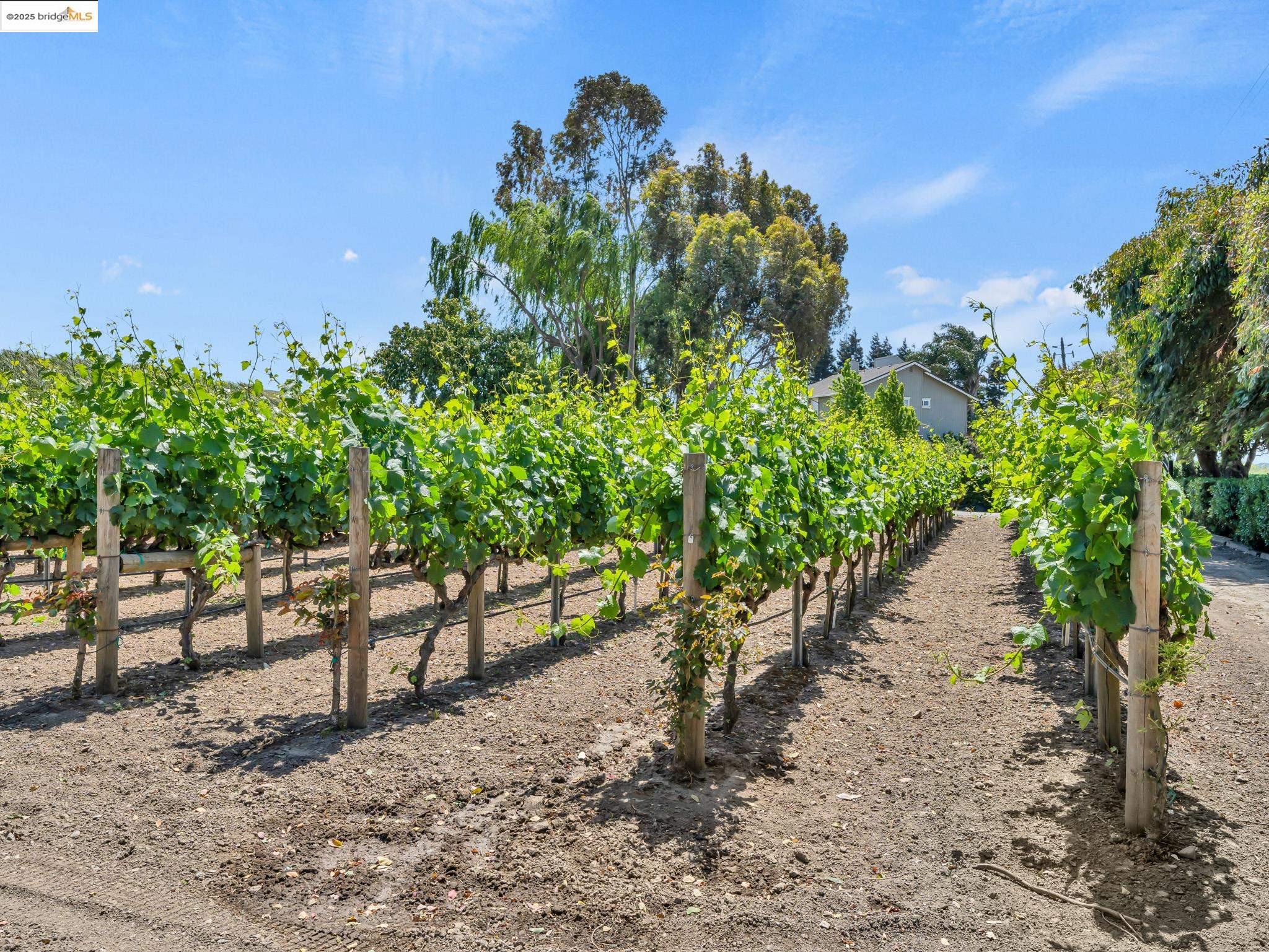 Detail Gallery Image 3 of 49 For 17035 Terminous Rd, Isleton,  CA 95641 - 3 Beds | 3 Baths