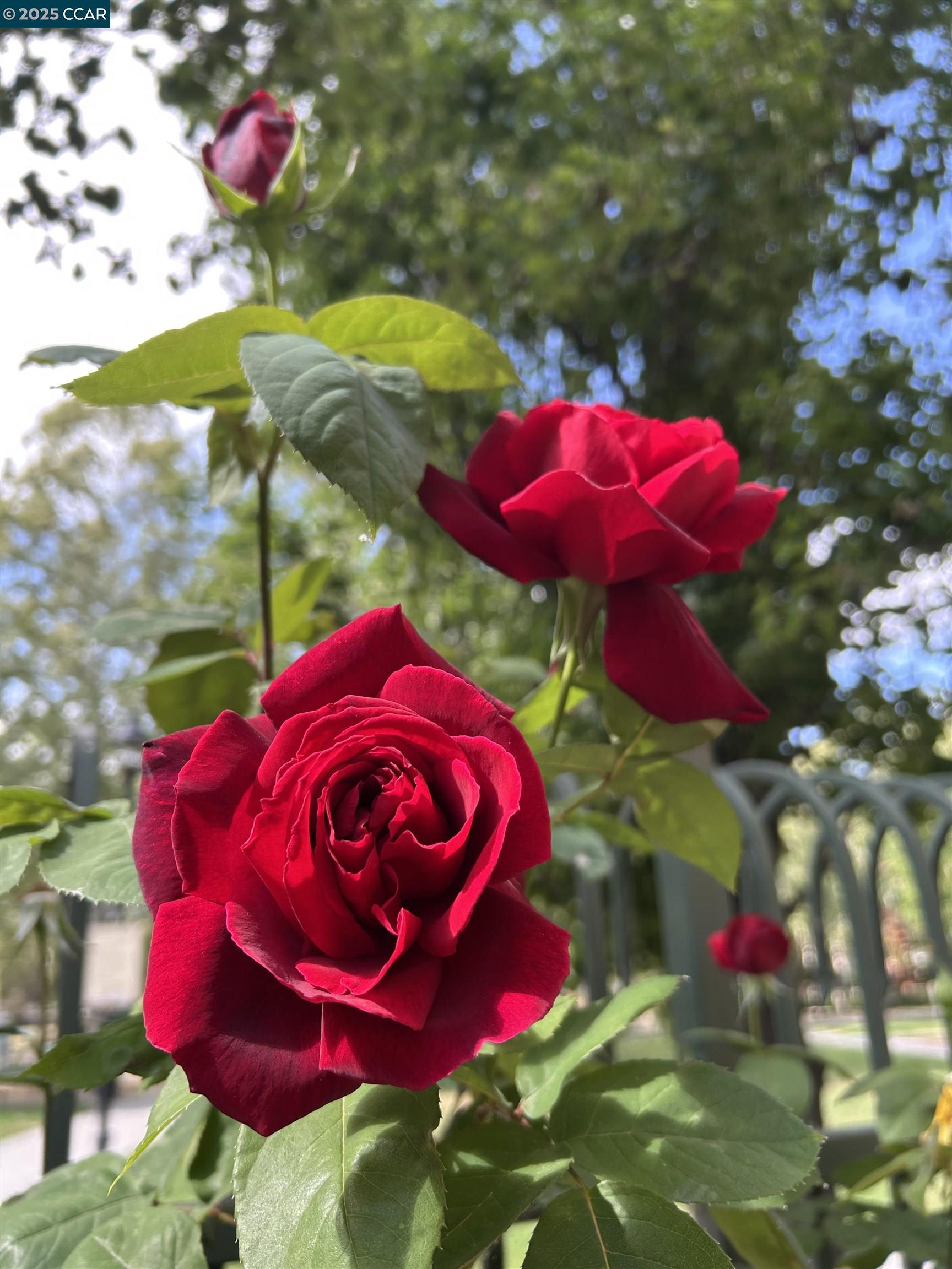 Detail Gallery Image 36 of 41 For 1310 Saddle Rack St #352,  San Jose,  CA 95126 - 3 Beds | 2 Baths