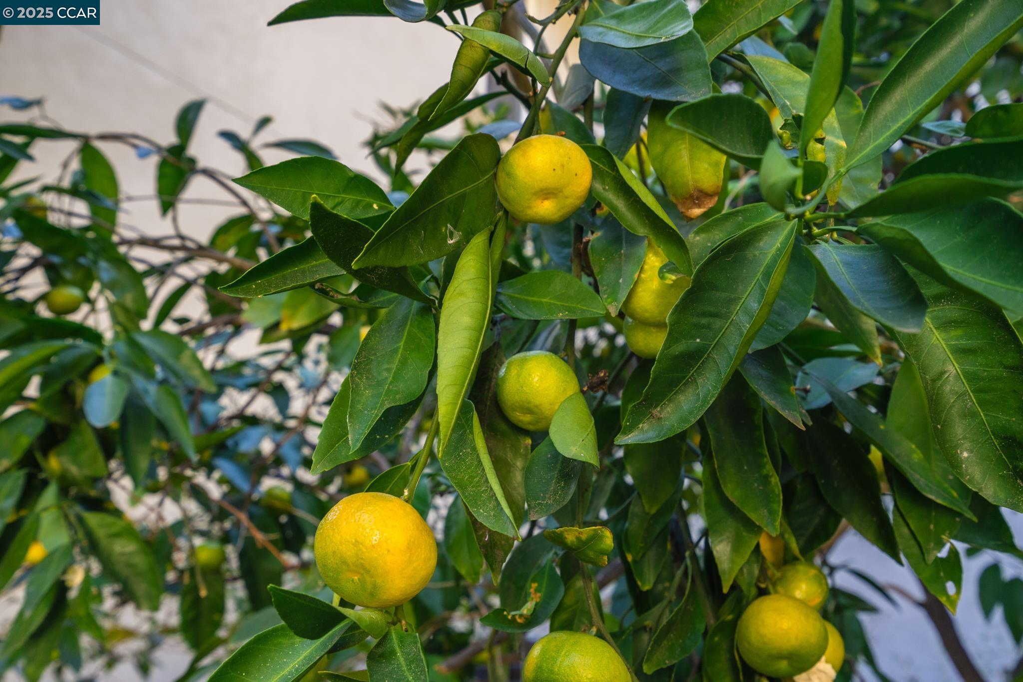 Detail Gallery Image 48 of 51 For 471 El Rio, Danville,  CA 94526 - 4 Beds | 2/1 Baths