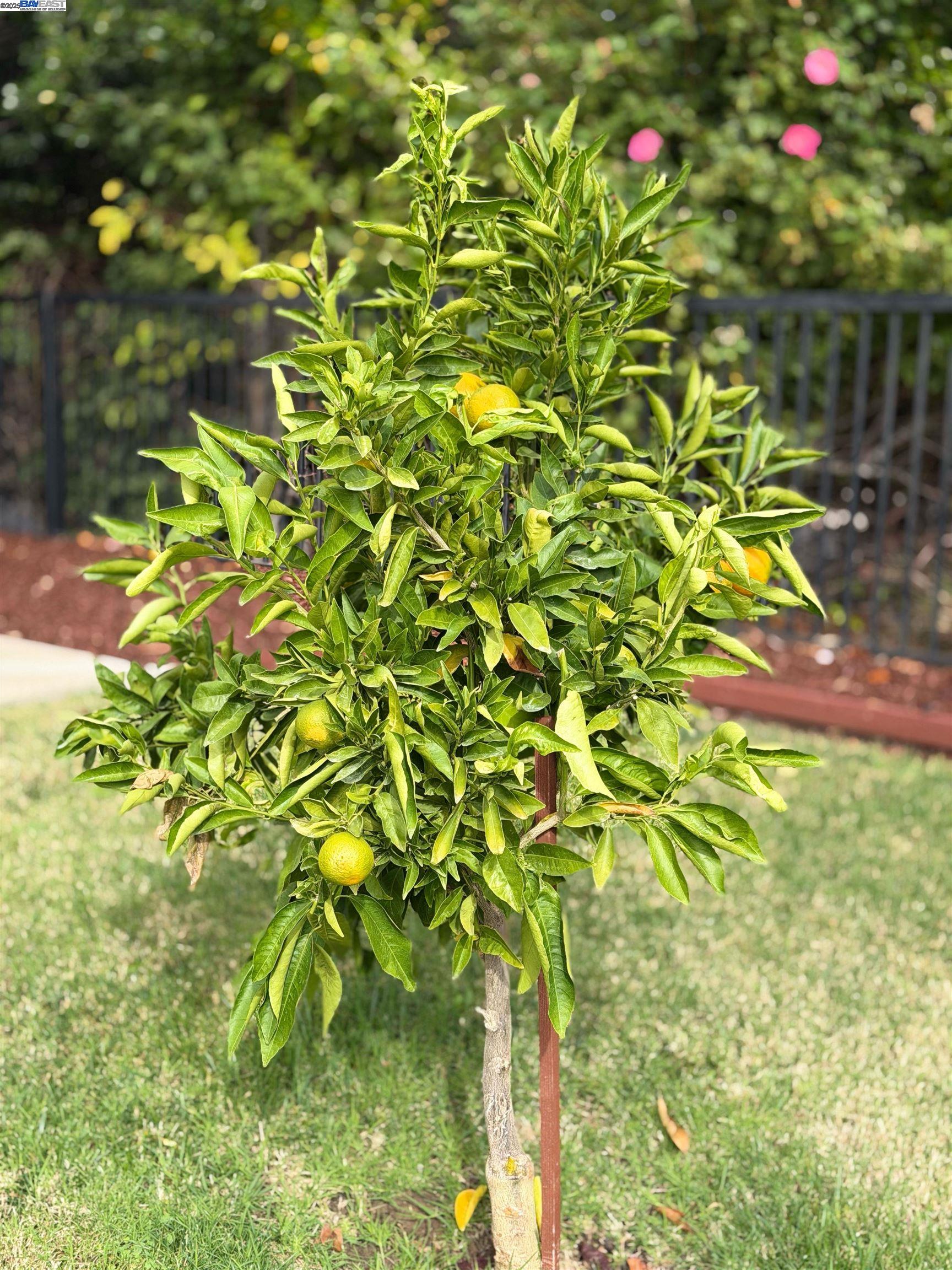 Detail Gallery Image 32 of 32 For 1611 Marina, Brentwood,  CA 94513 - 3 Beds | 2 Baths