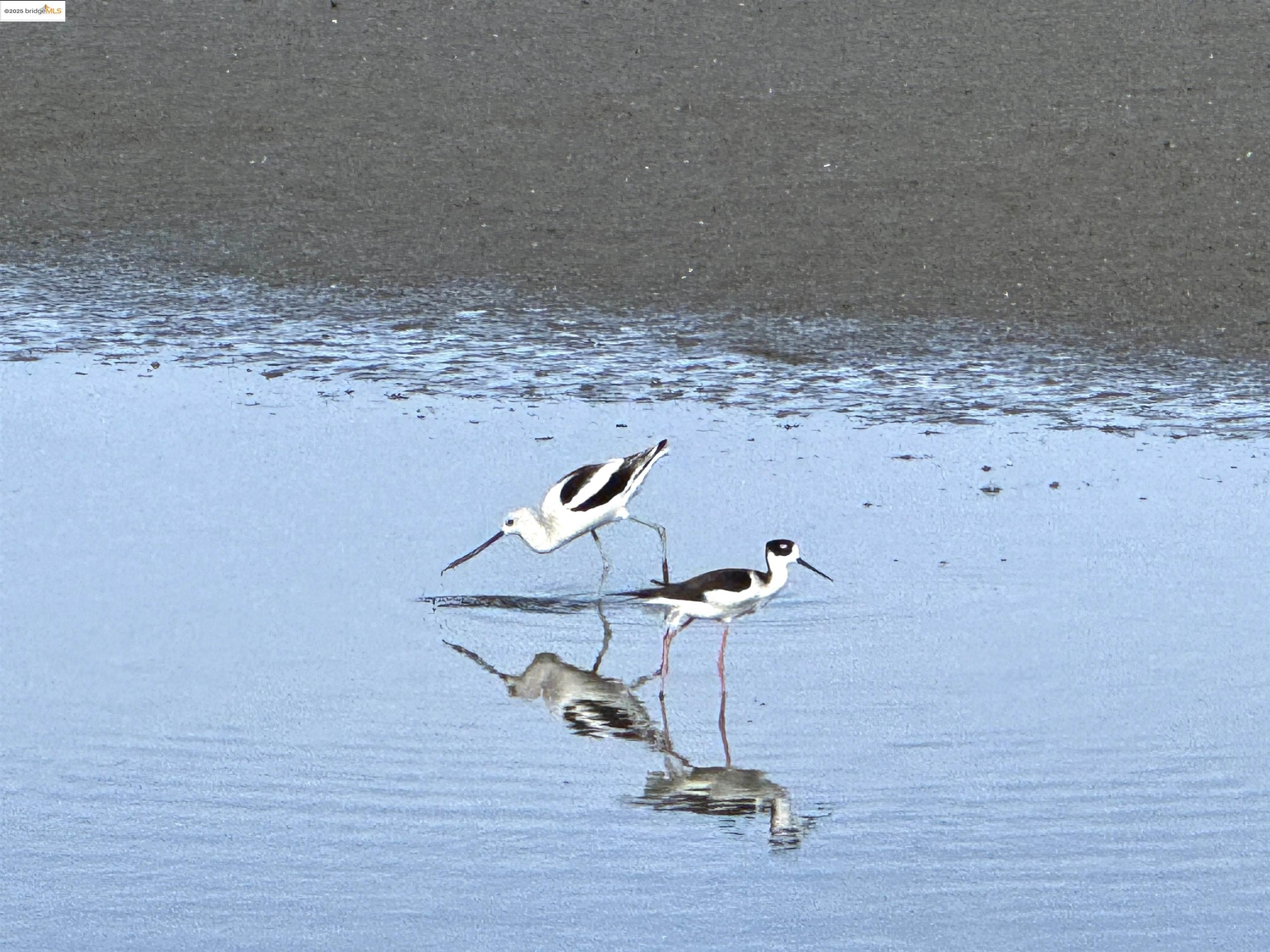 Detail Gallery Image 47 of 48 For 3365 Los Prados St, San Mateo,  CA 94403 - 2 Beds | 2 Baths
