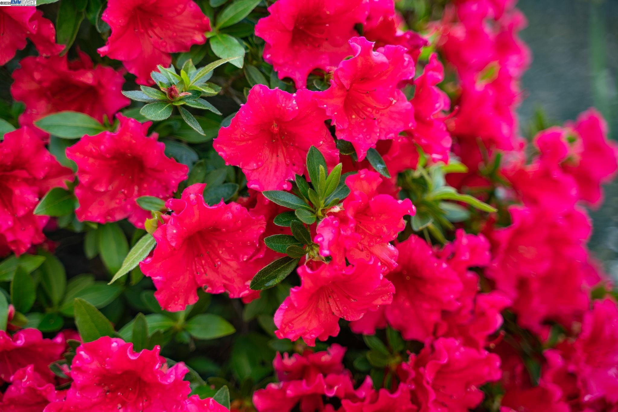 Detail Gallery Image 50 of 60 For 484 El Pintado Rd, Danville,  CA 94526 - 4 Beds | 2/1 Baths