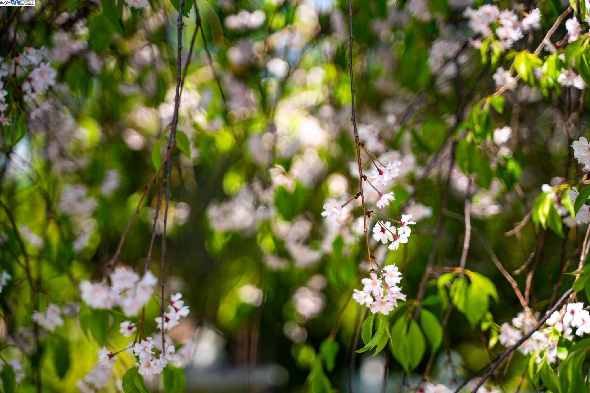 Detail Gallery Image 56 of 60 For 484 El Pintado Rd, Danville,  CA 94526 - 4 Beds | 2/1 Baths