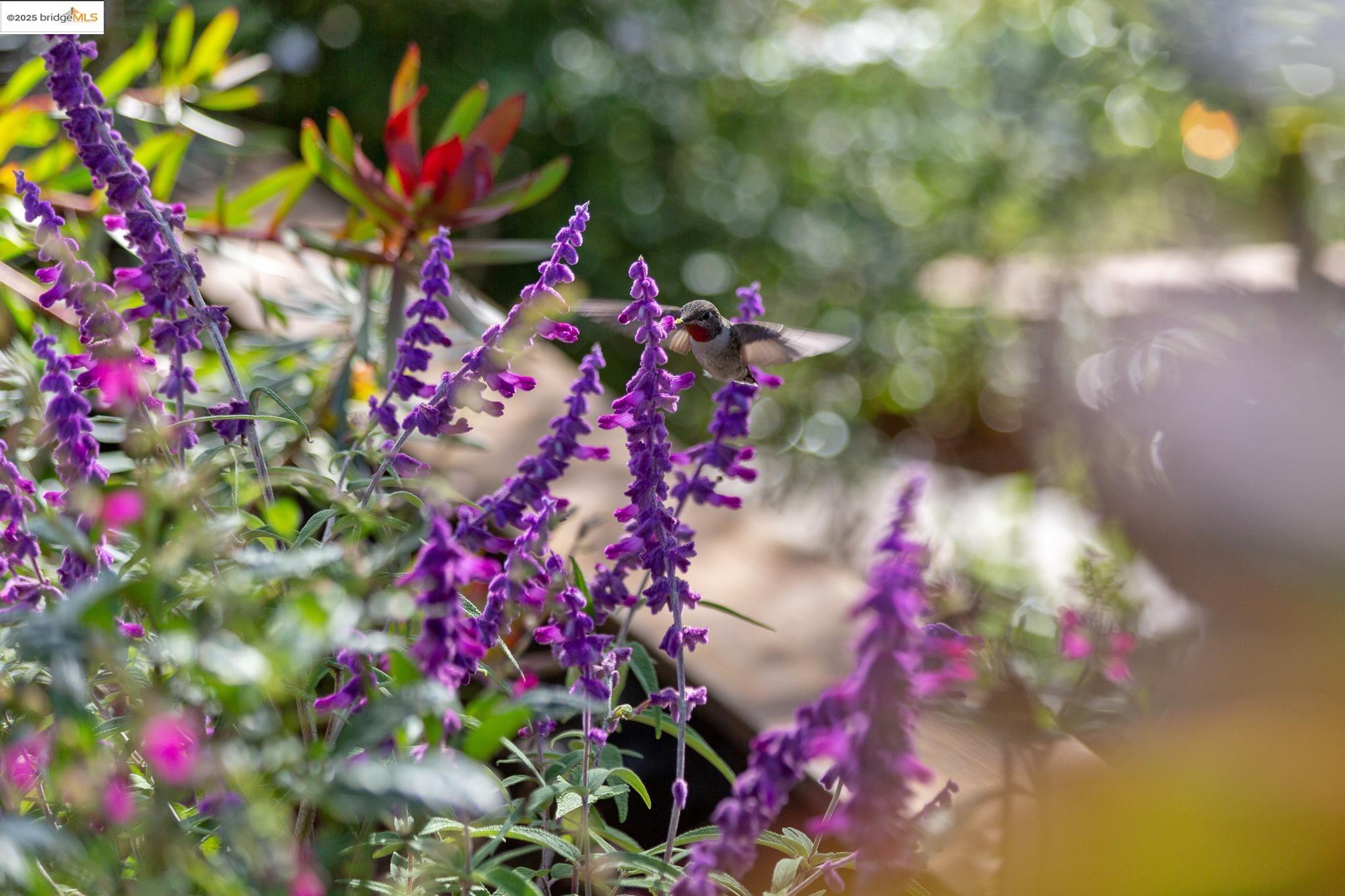 Detail Gallery Image 36 of 60 For 5973 Rincon Dr, Oakland,  CA 94611 - 3 Beds | 2/1 Baths