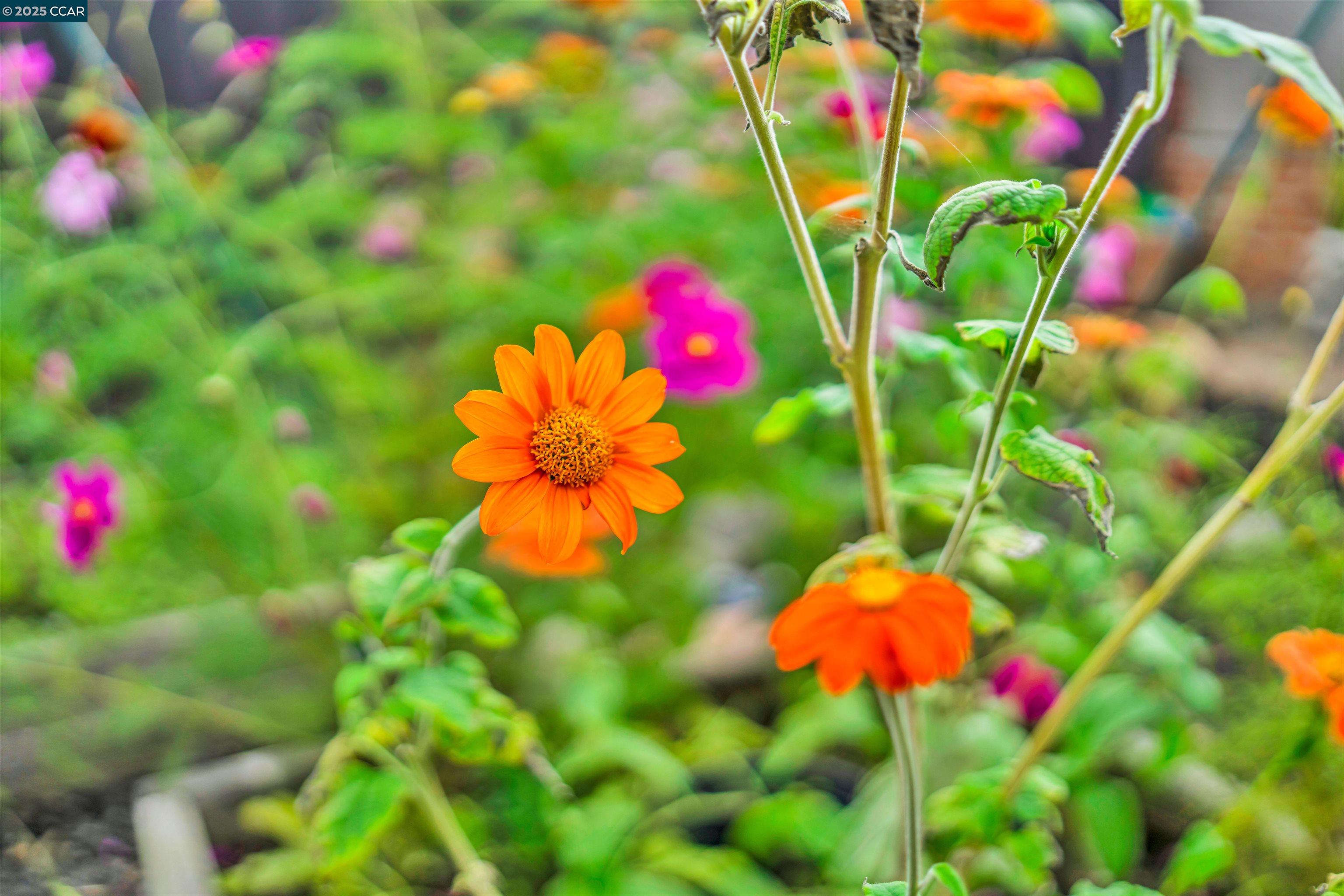 Detail Gallery Image 24 of 25 For 1628 Encinal Avenue, Alameda,  CA 94501 - 2 Beds | 1/1 Baths