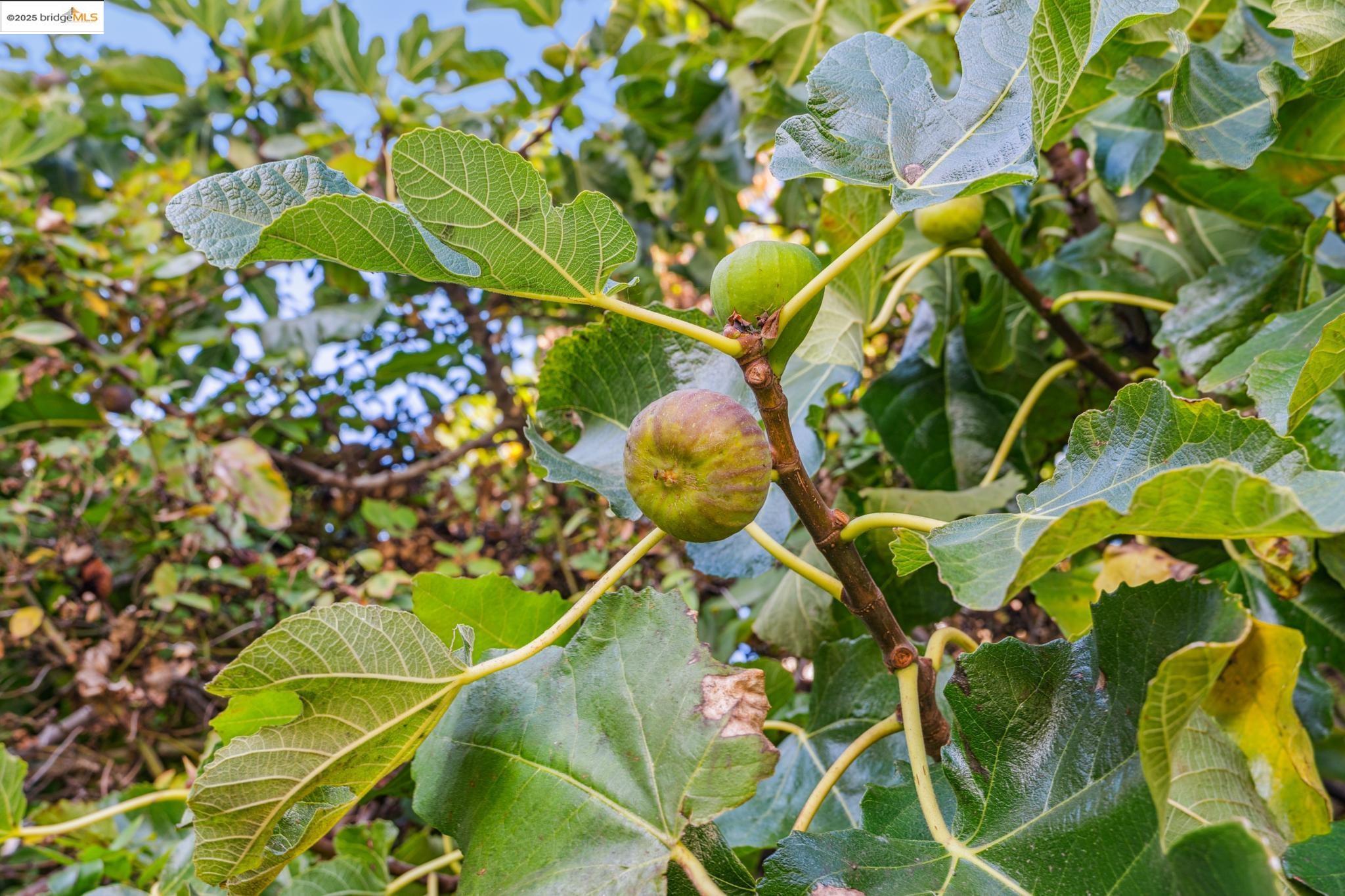 Detail Gallery Image 38 of 43 For 3412 Magnolia St, Oakland,  CA 94608 - 1 Beds | 1/1 Baths