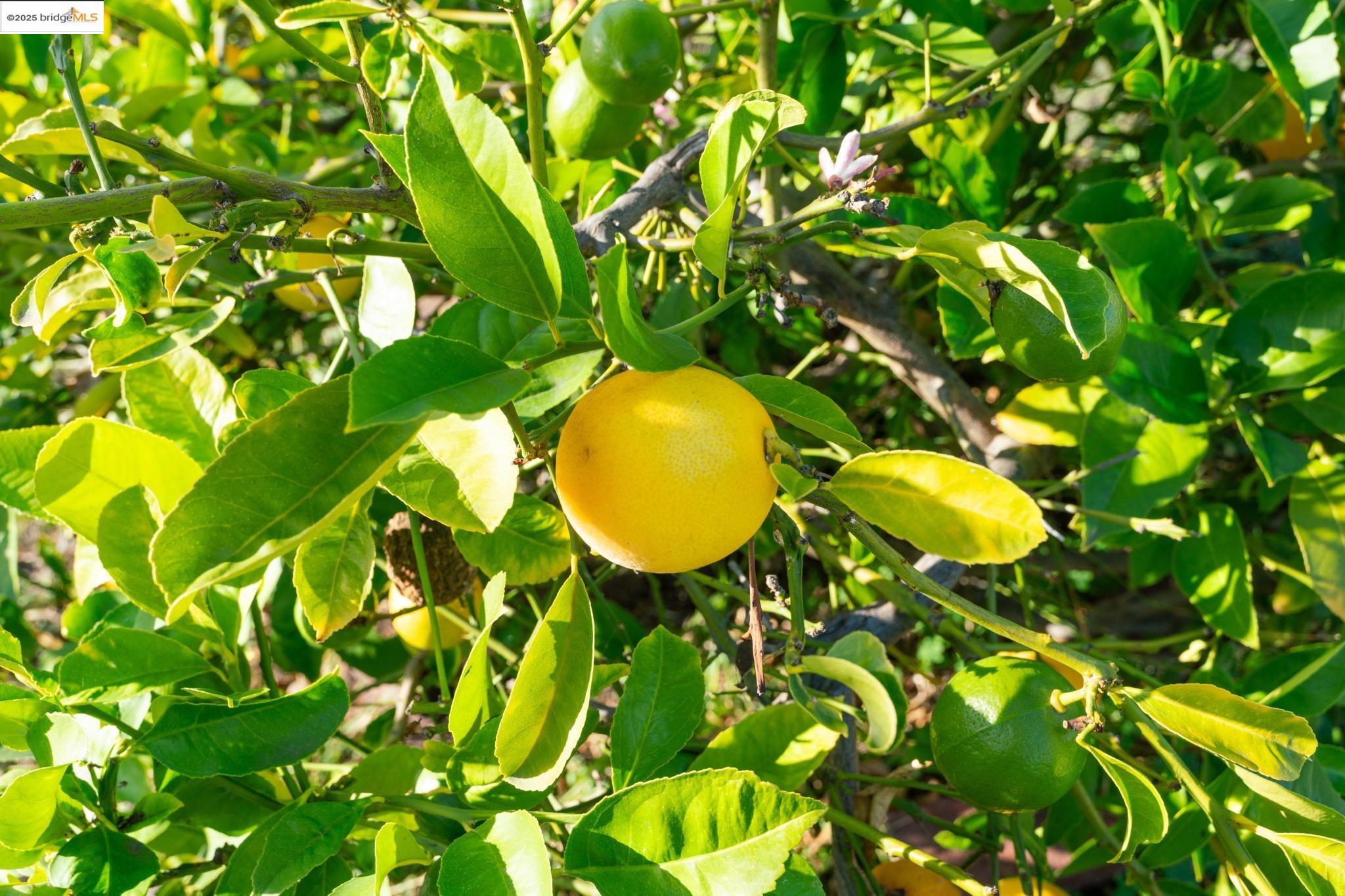 Detail Gallery Image 42 of 43 For 3412 Magnolia St, Oakland,  CA 94608 - 1 Beds | 1/1 Baths