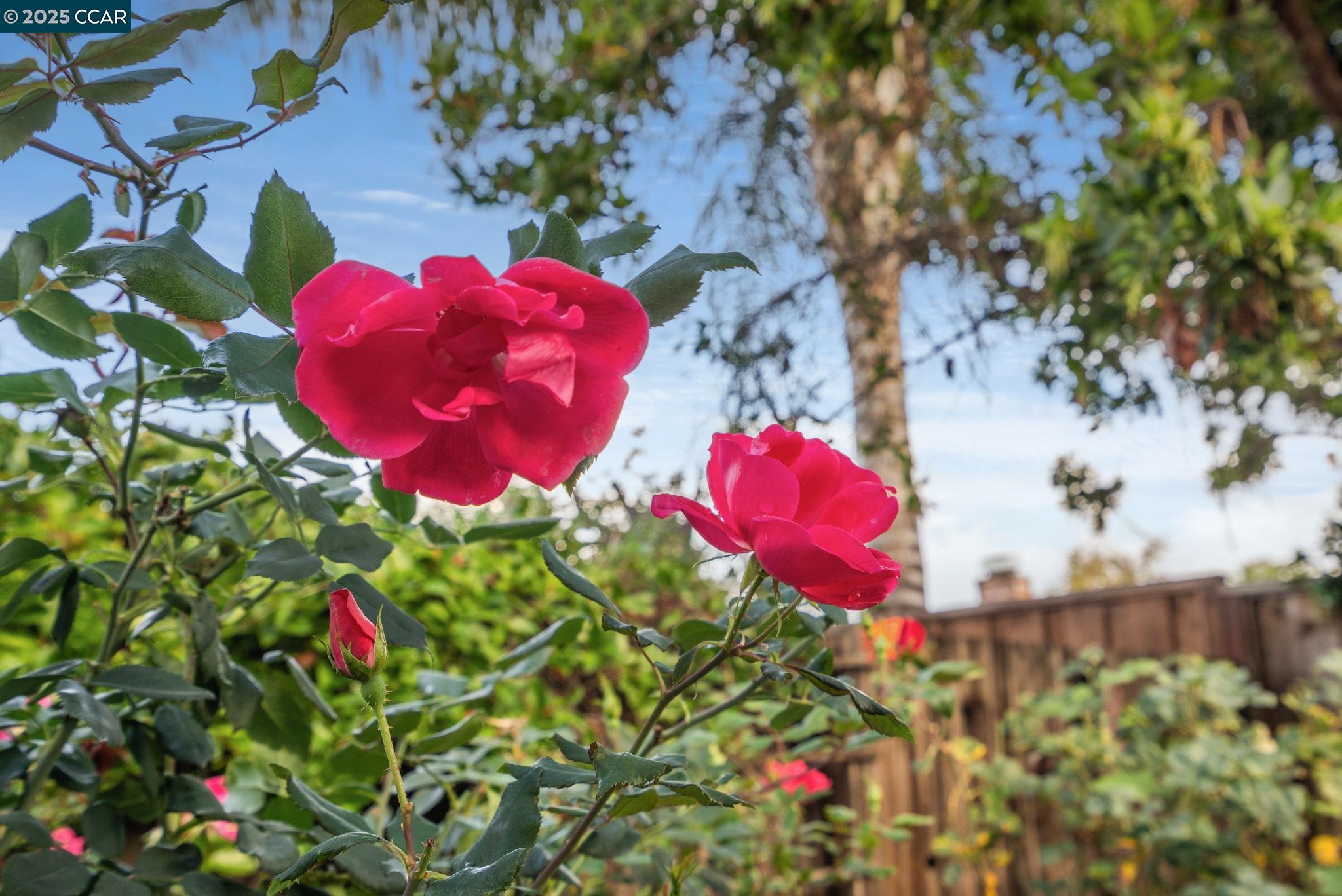 Detail Gallery Image 32 of 38 For 2828 Aptos Way, San Ramon,  CA 94583 - 4 Beds | 2 Baths