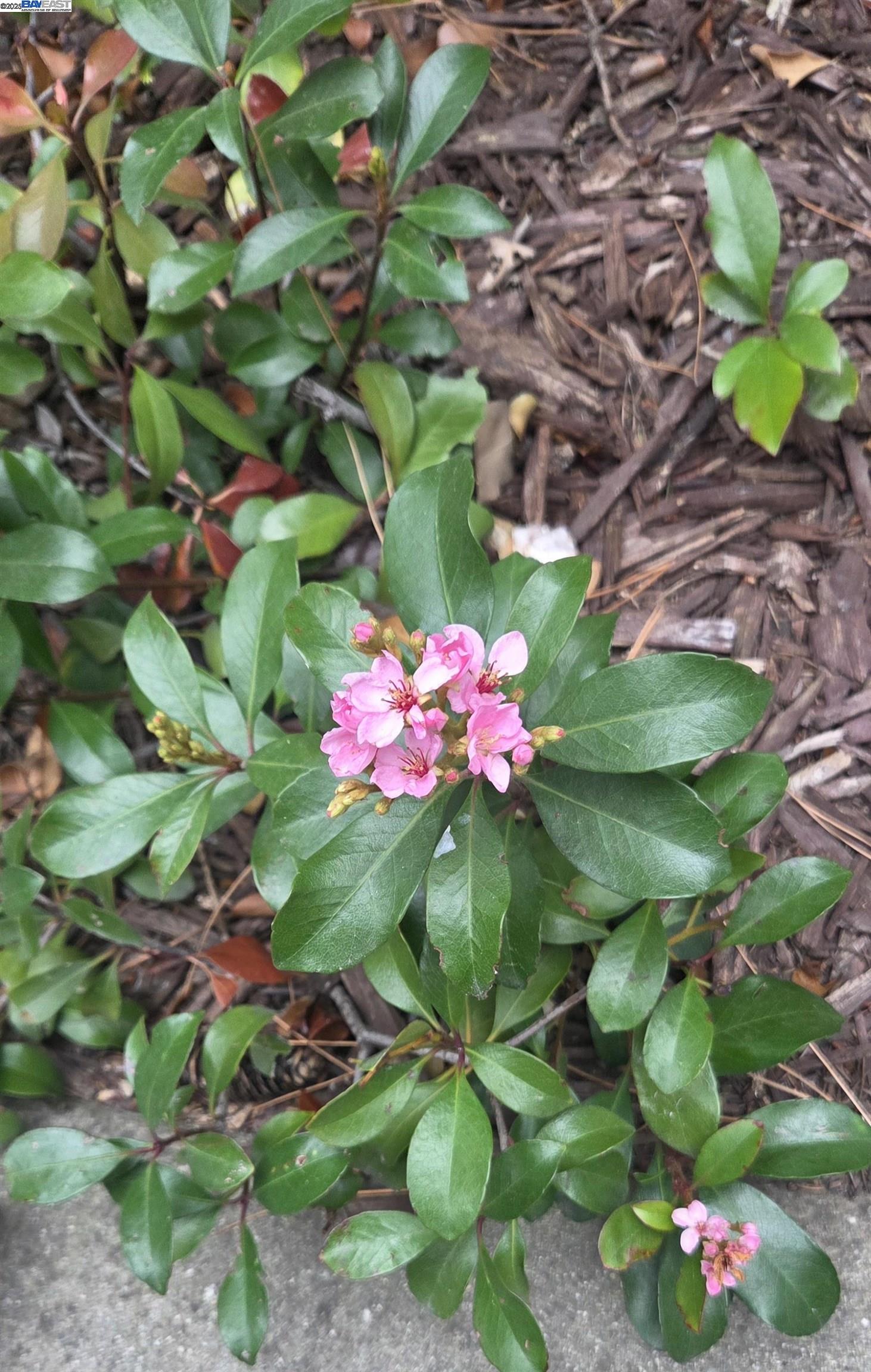 Detail Gallery Image 3 of 46 For 4119 Ravenwood Pl, Castro Valley,  CA 94546 - 2 Beds | 1 Baths