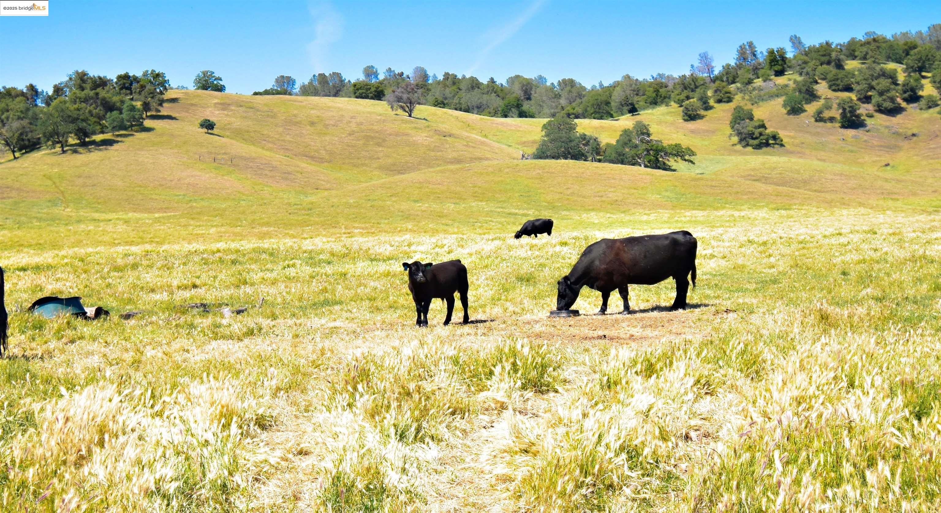 Detail Gallery Image 14 of 19 For 9325 Fraguero, Sonora,  CA 95370 - 3 Beds | 2 Baths