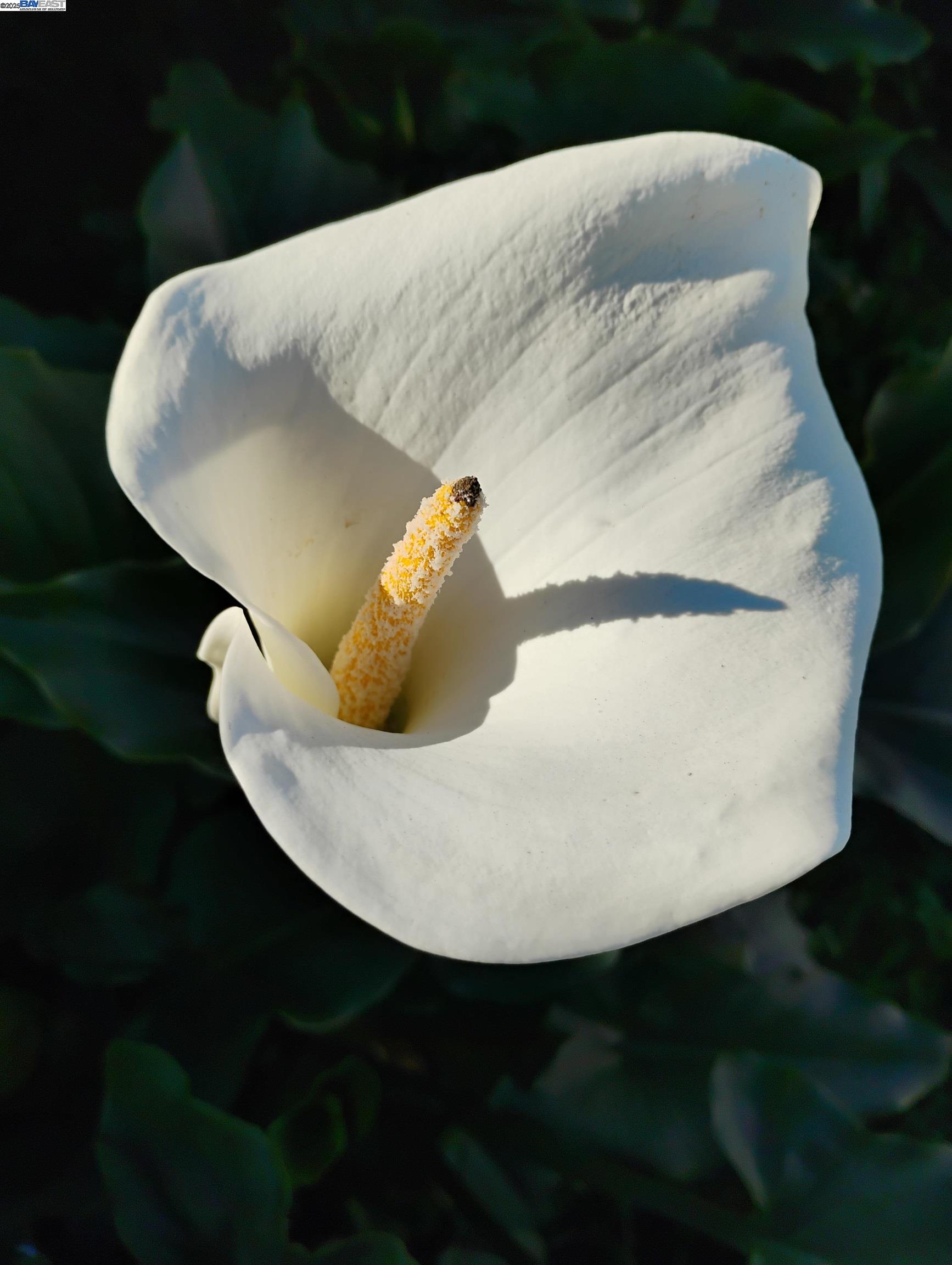 Detail Gallery Image 30 of 49 For 2621 66th Avenue, Oakland,  CA 94605 - 2 Beds | 1 Baths