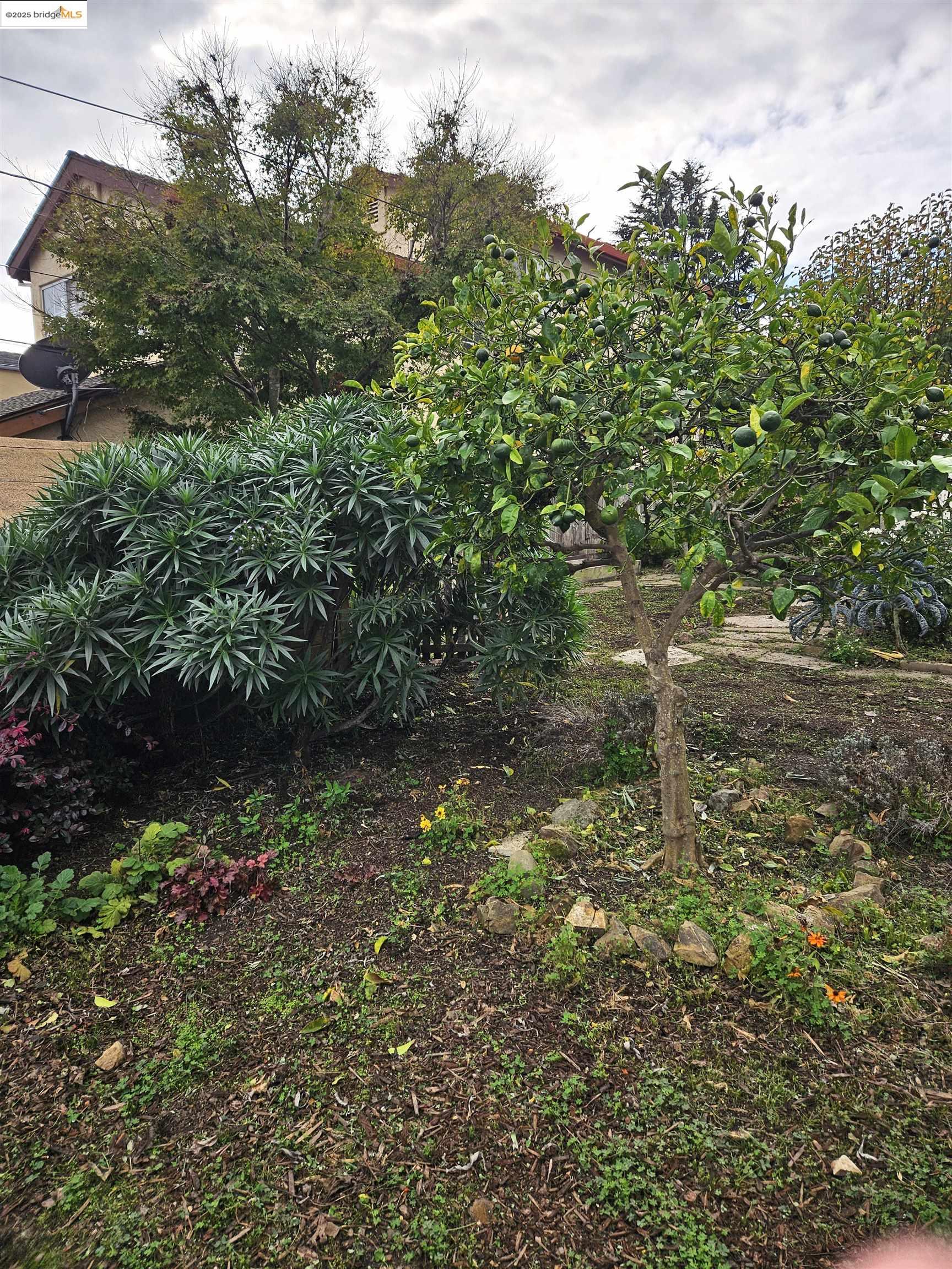 Detail Gallery Image 31 of 31 For 816 Madison St, Albany,  CA 94706-1616 - 1 Beds | 1 Baths