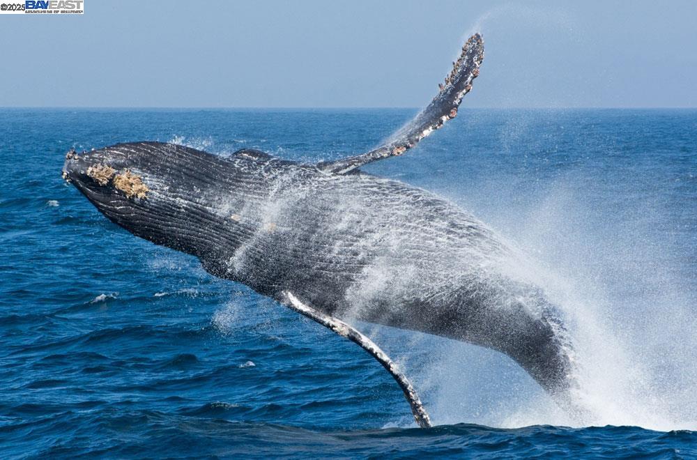 Detail Gallery Image 49 of 60 For 797 Las Olas Dr, Aptos,  CA 95003 - 5 Beds | 4/1 Baths