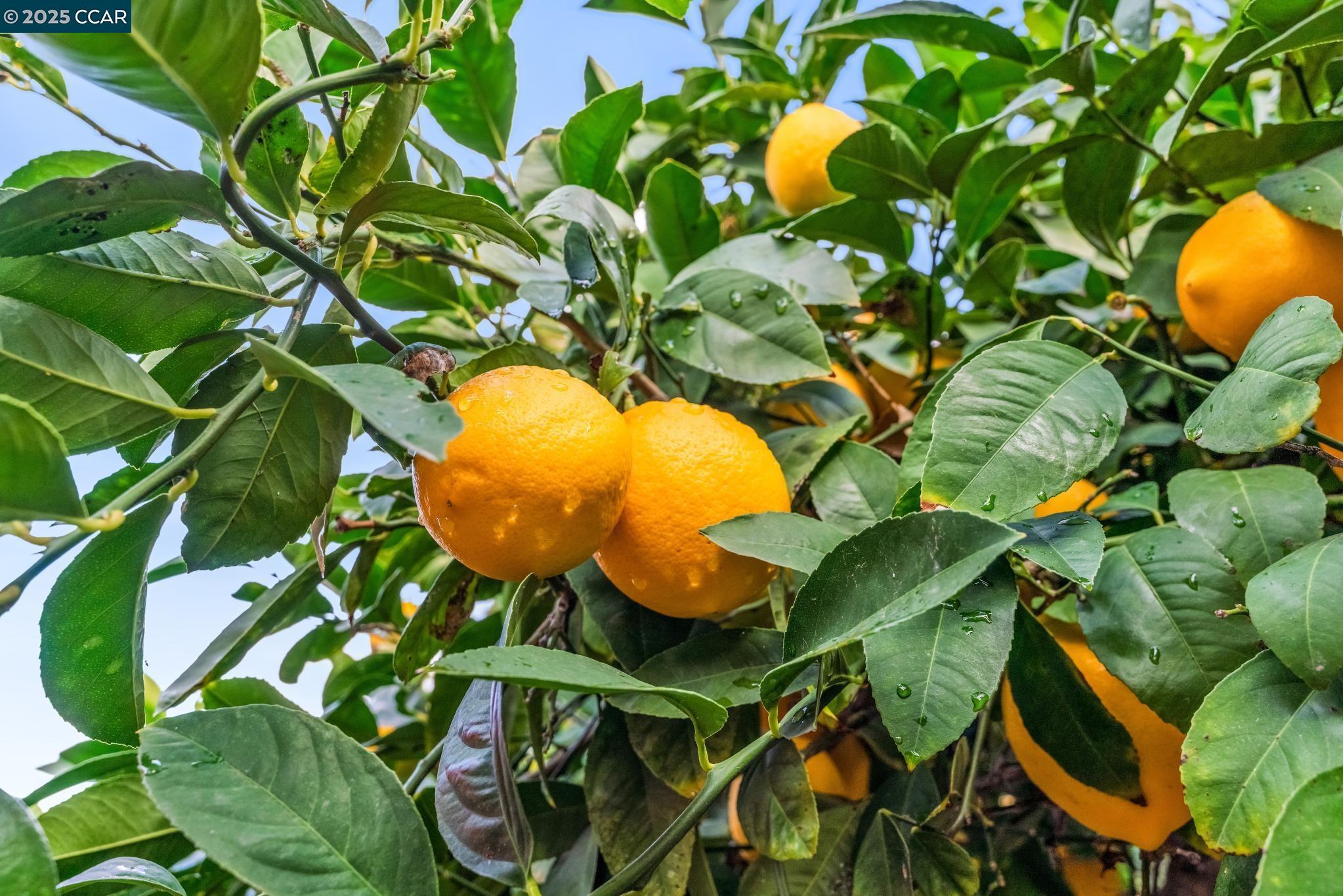 Detail Gallery Image 43 of 56 For 4544 La Vista Ct, Oakley,  CA 94561 - 4 Beds | 2/1 Baths