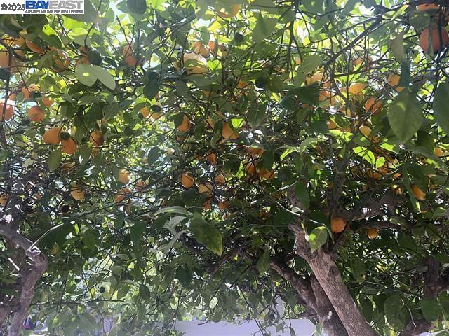 Detail Gallery Image 26 of 30 For 405 Thistle Cir, Martinez,  CA 94553 - 3 Beds | 2/1 Baths