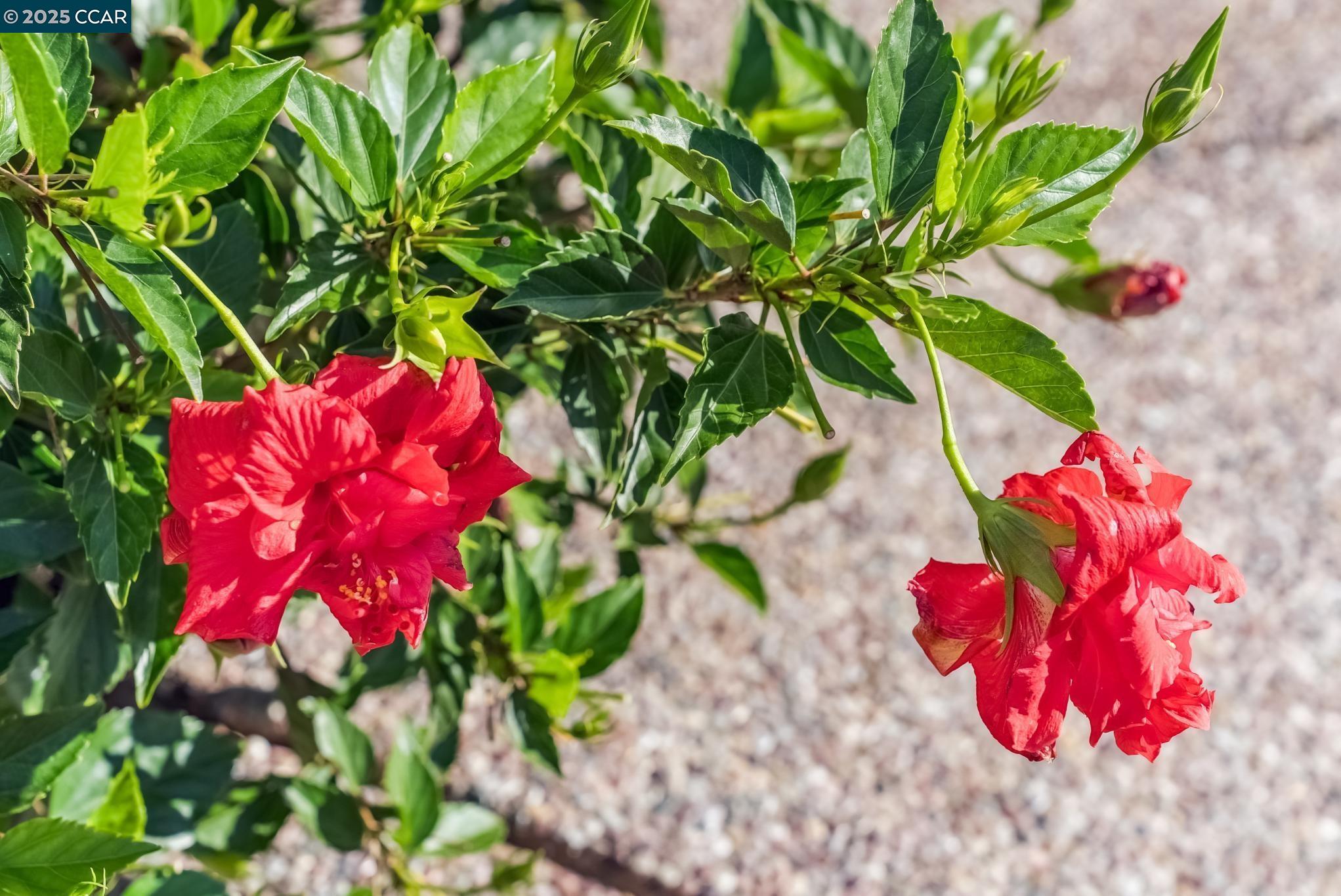 Detail Gallery Image 59 of 60 For 113 Bordeaux Ct, Martinez,  CA 94553 - 4 Beds | 2/1 Baths