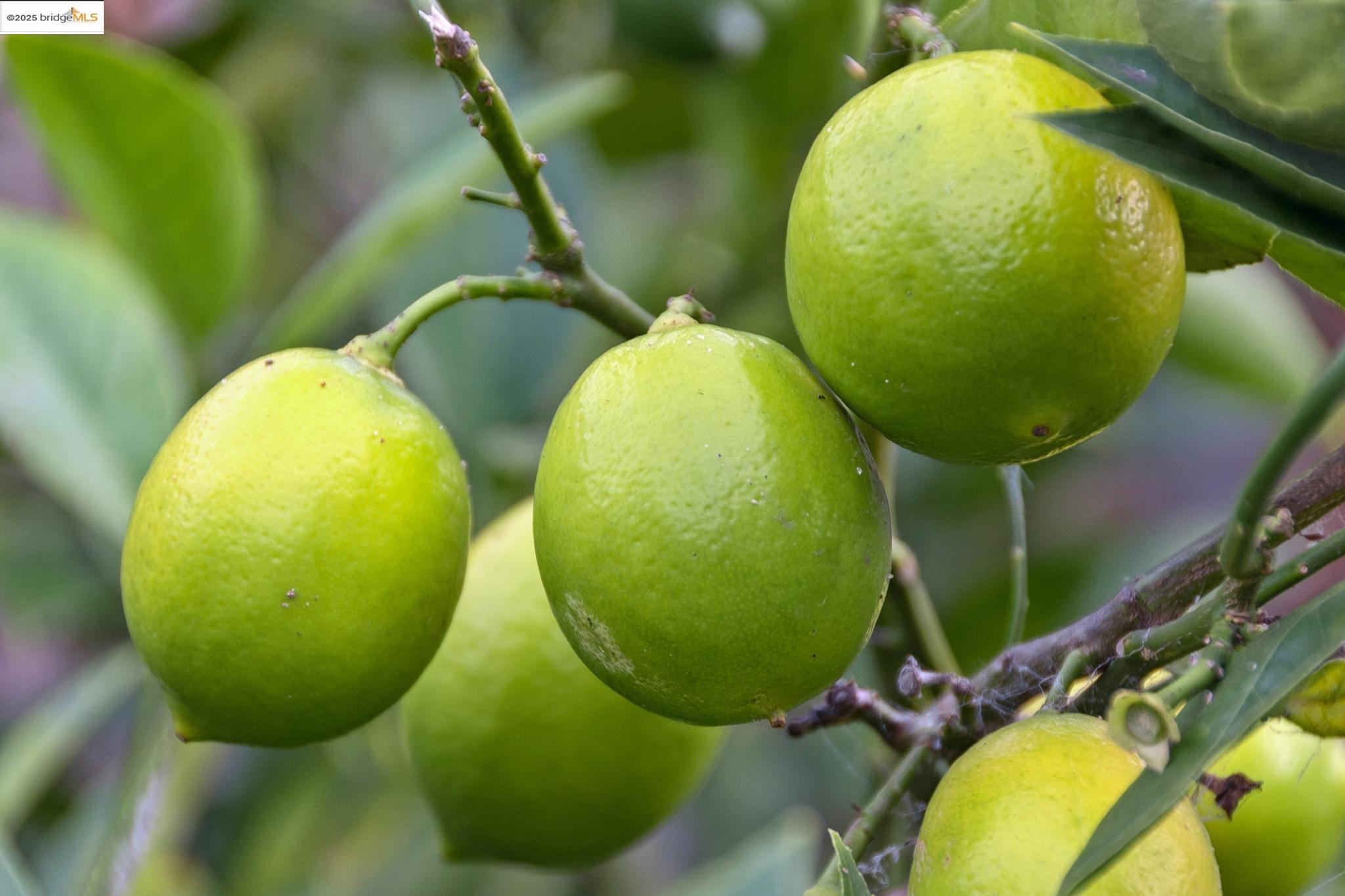 Detail Gallery Image 43 of 46 For 2201 Mcgee Ave, Berkeley,  CA 94703 - 2 Beds | 1 Baths