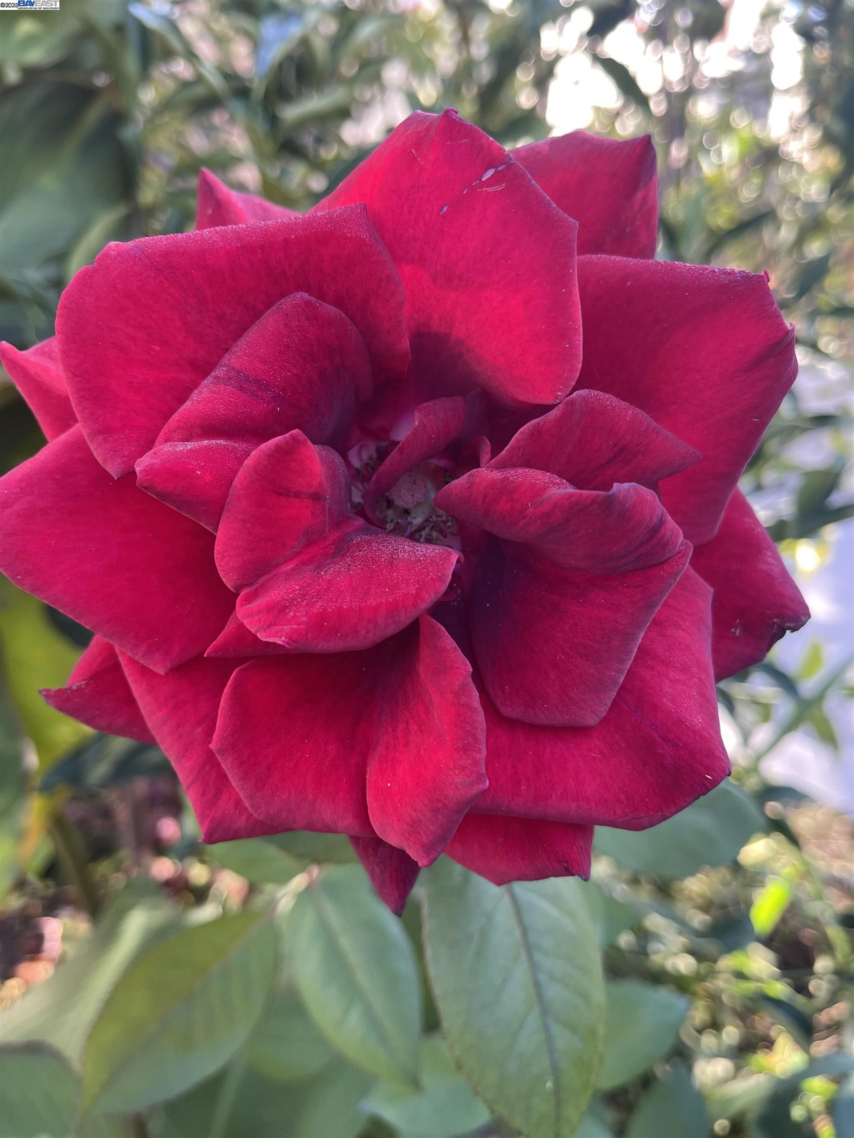 Detail Gallery Image 11 of 12 For 1251 Burnett St, Berkeley,  CA 94702 - 1 Beds | 1 Baths