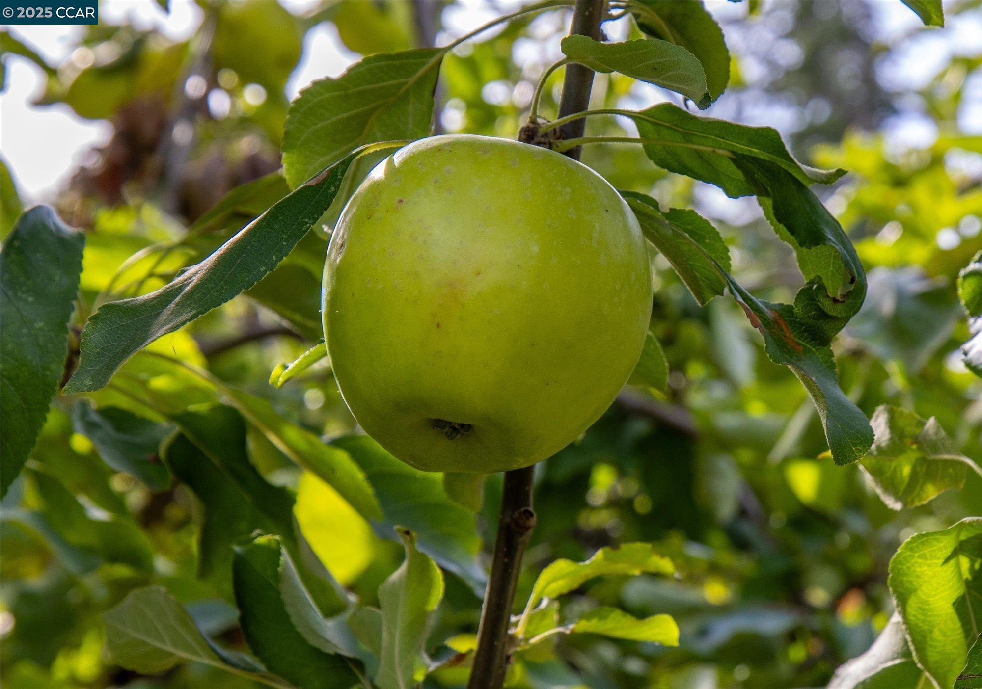Detail Gallery Image 49 of 52 For 850 Leeds Ct., Benicia,  CA 94510 - 3 Beds | 2/1 Baths