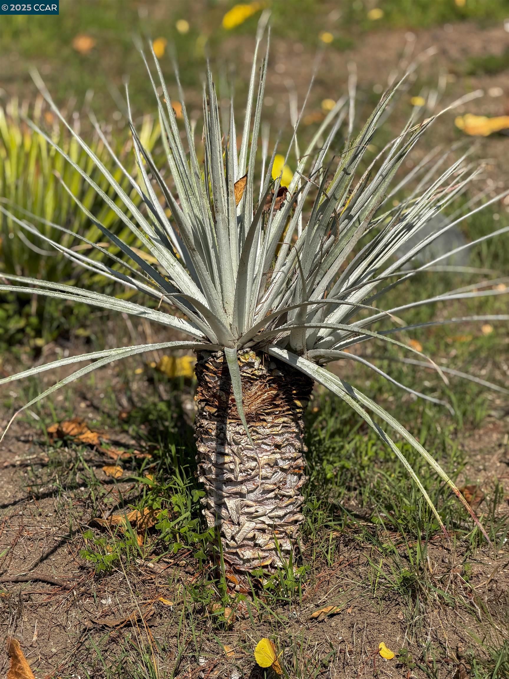 Detail Gallery Image 45 of 49 For 34 Ashbrook Pl, Moraga,  CA 94556 - 4 Beds | 2 Baths