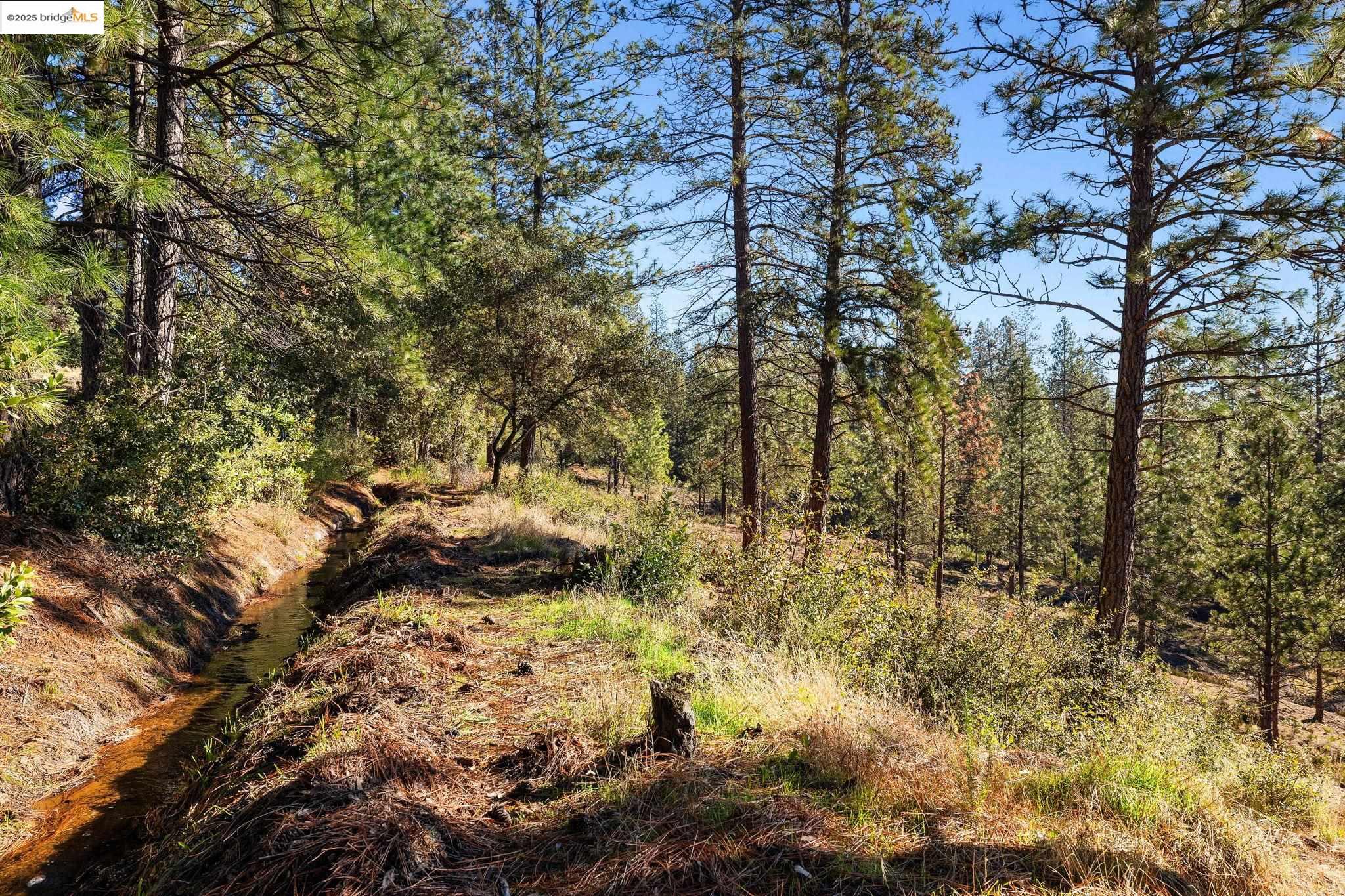 Detail Gallery Image 11 of 18 For 11210 Forest Park Rd, Columbia,  CA 95310 - – Beds | – Baths