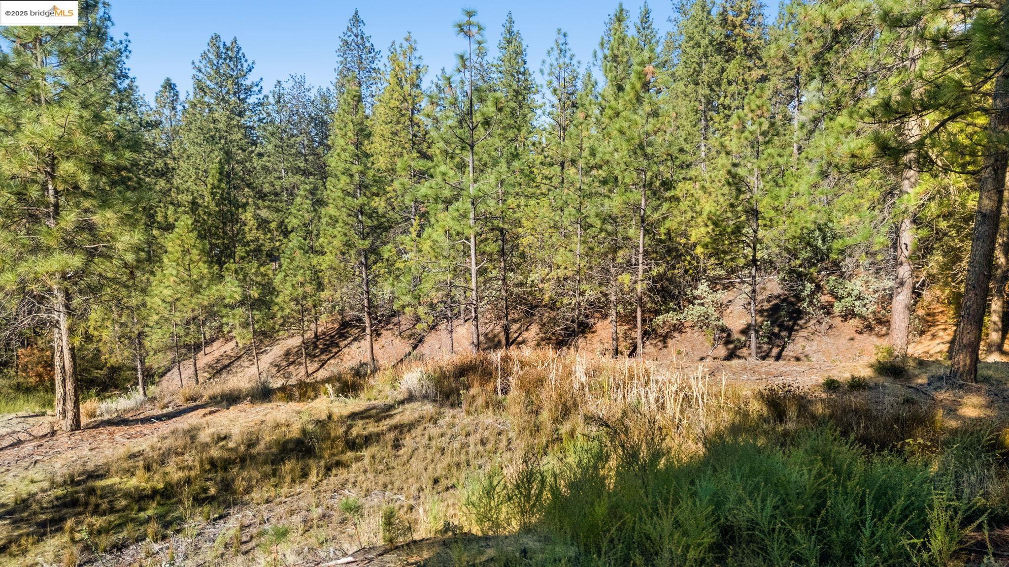 Detail Gallery Image 5 of 18 For 11210 Forest Park Rd, Columbia,  CA 95310 - – Beds | – Baths