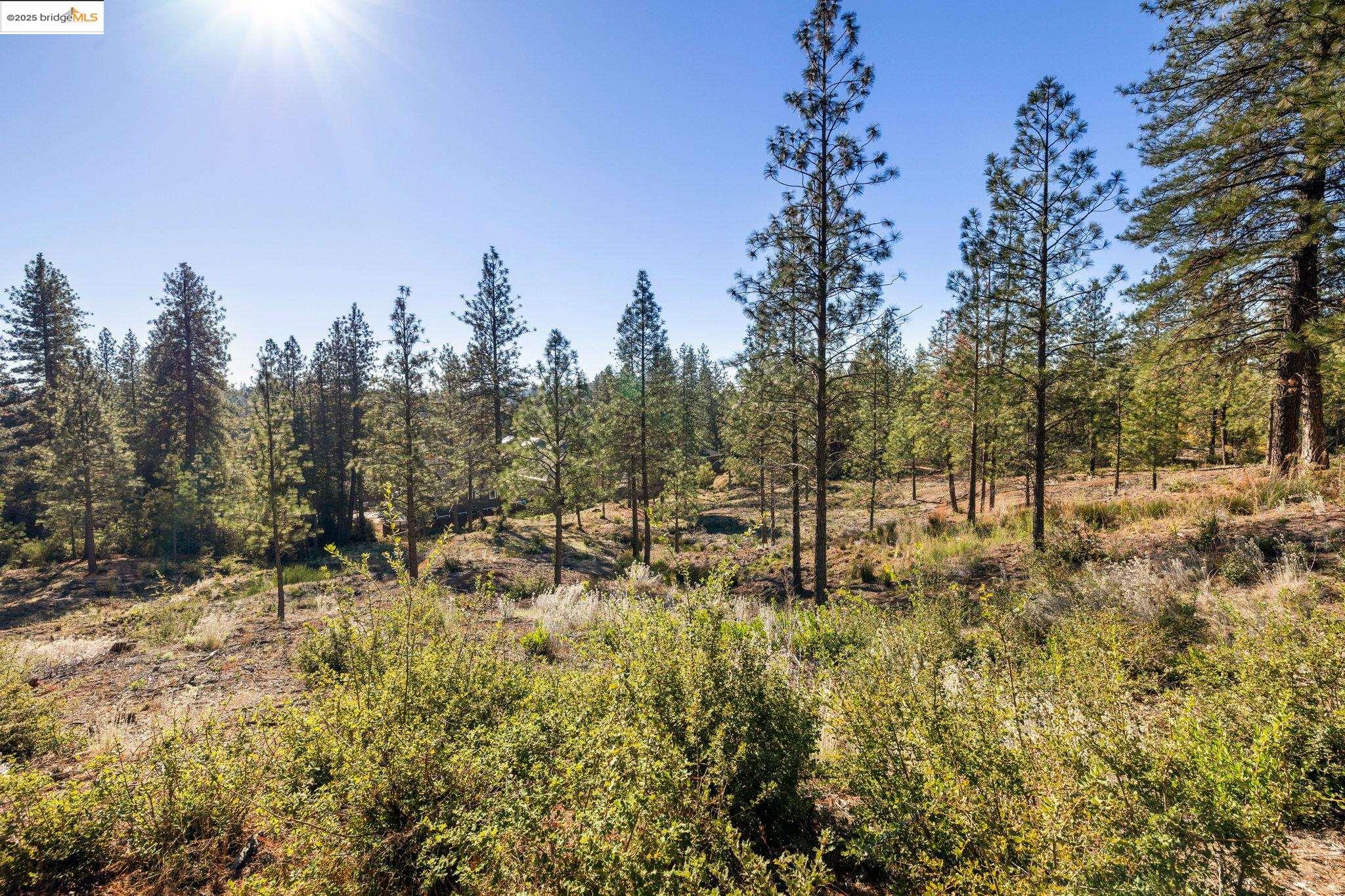 Detail Gallery Image 9 of 18 For 11210 Forest Park Rd, Columbia,  CA 95310 - – Beds | – Baths