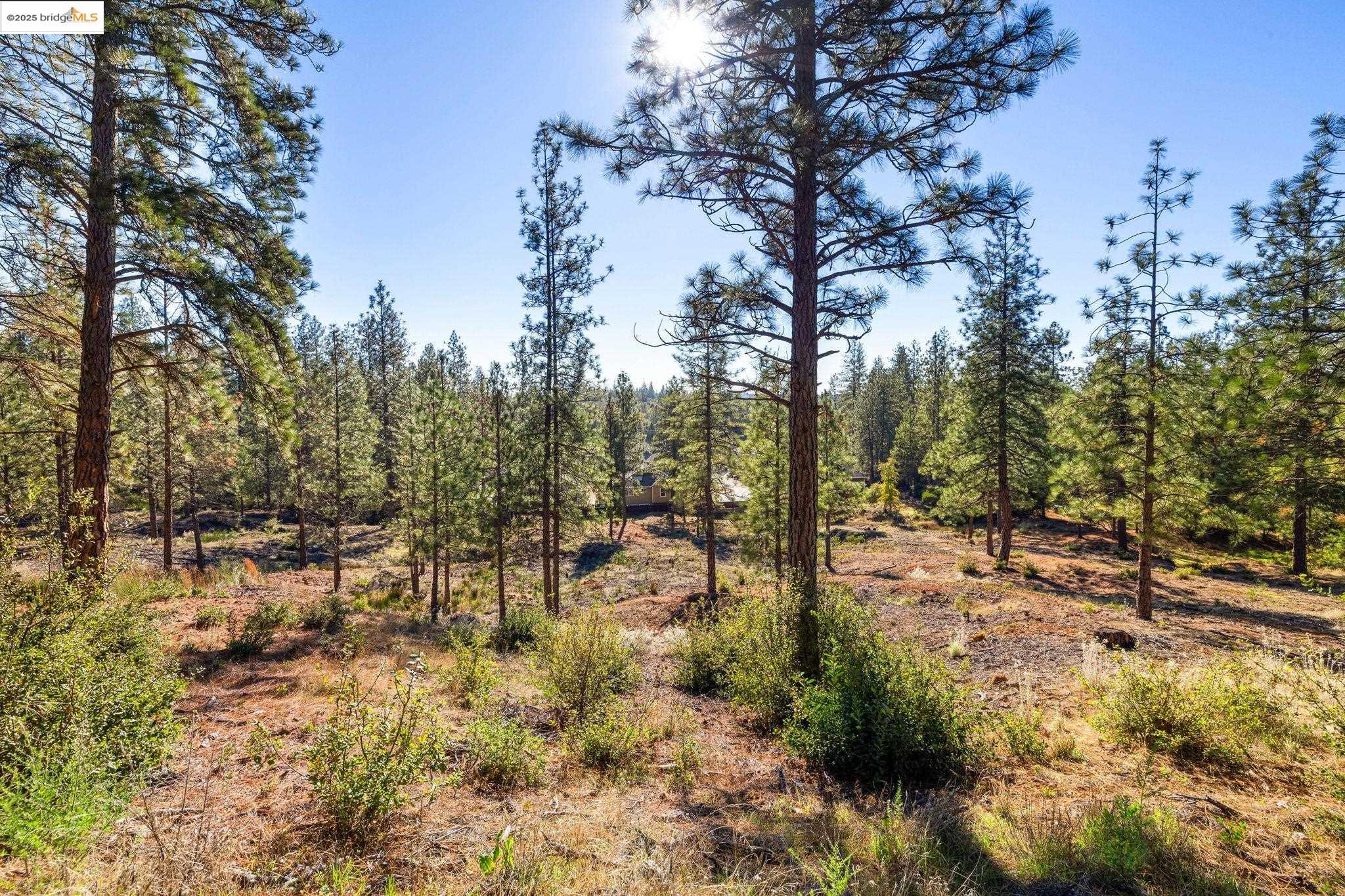 Detail Gallery Image 10 of 18 For 11210 Forest Park Rd, Columbia,  CA 95310 - – Beds | – Baths