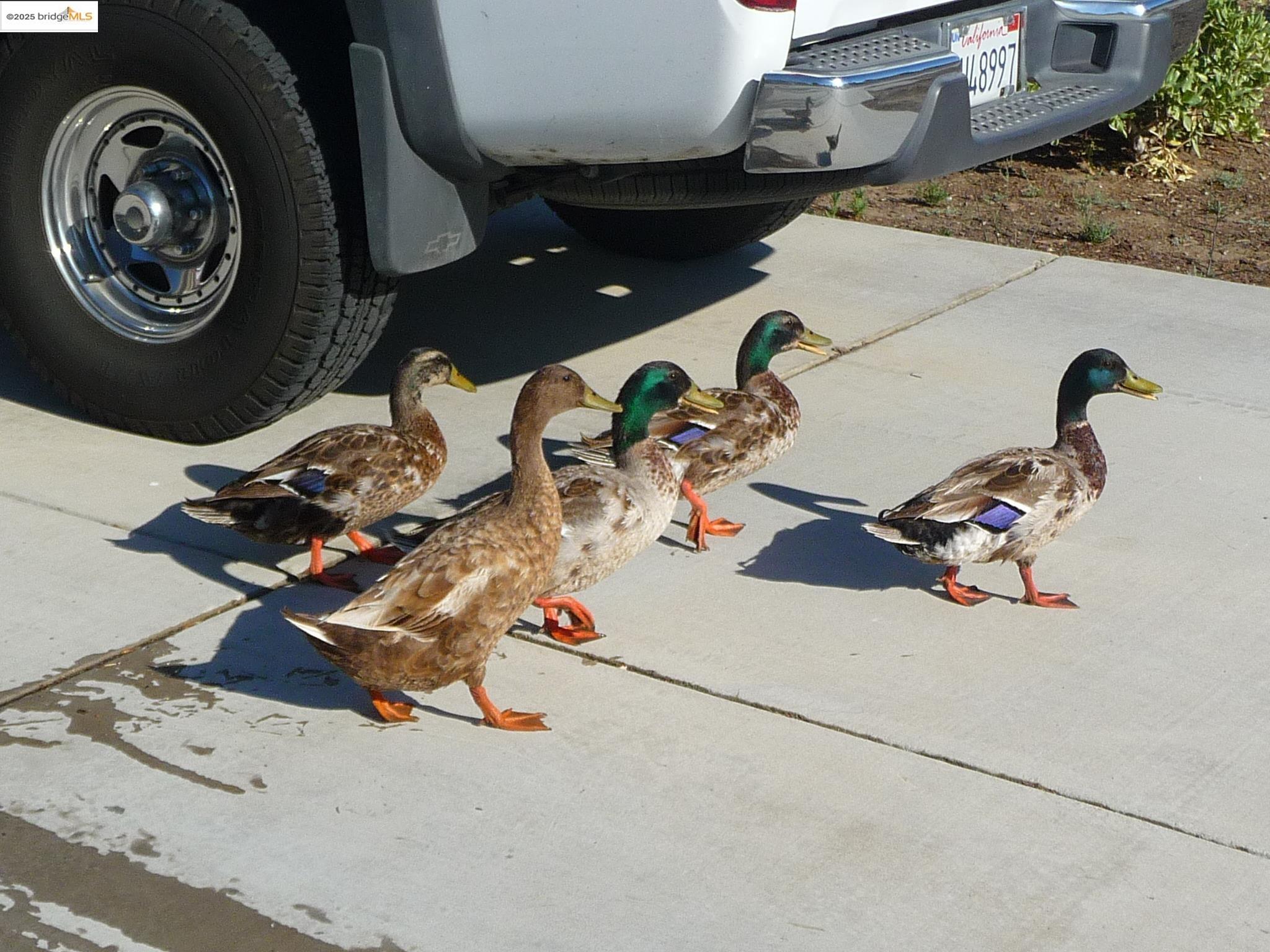 Detail Gallery Image 35 of 39 For 4794 Snowy Egret Way, Oakley,  CA 94561 - 4 Beds | 2/1 Baths