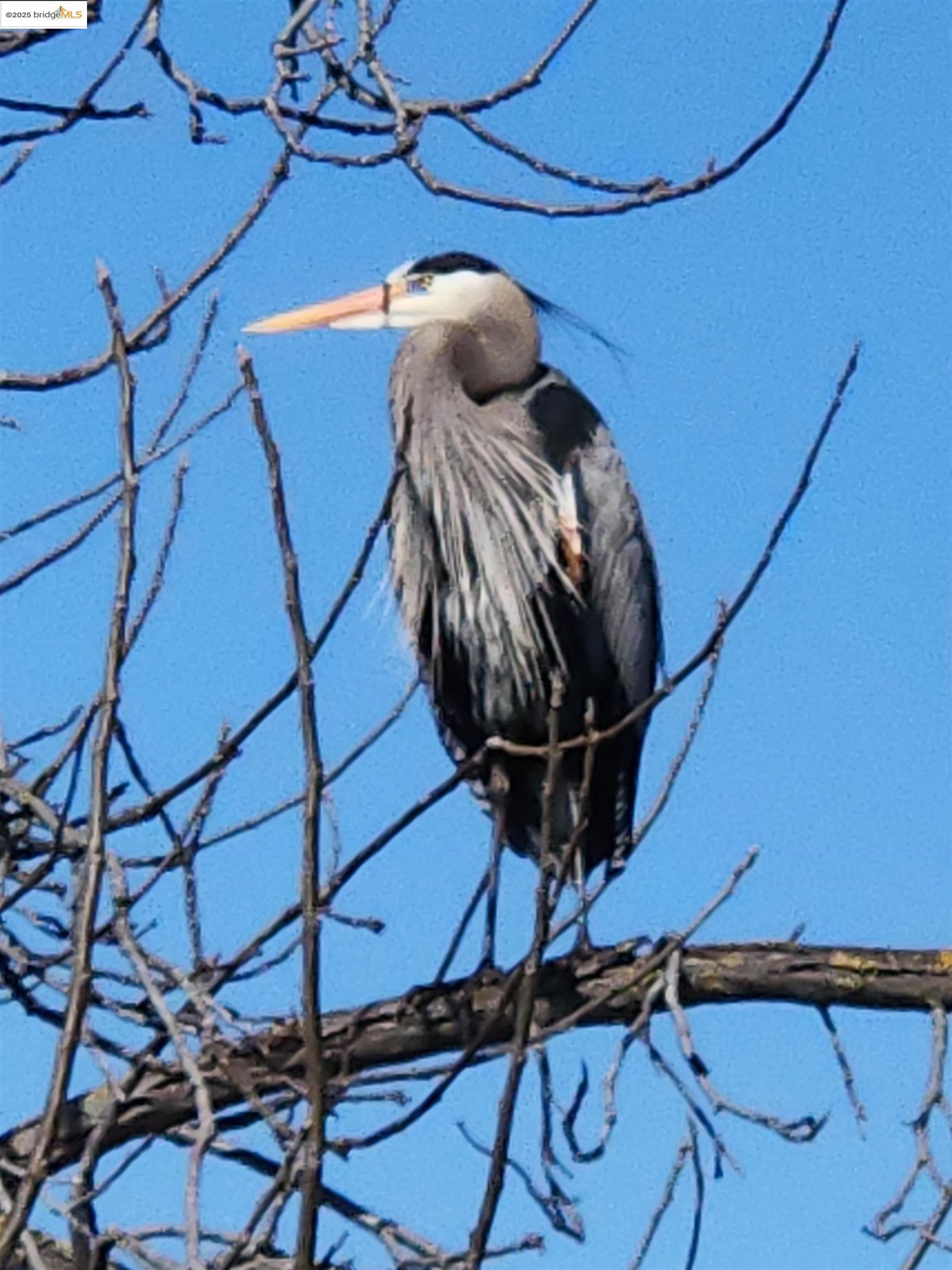 Detail Gallery Image 38 of 39 For 4794 Snowy Egret Way, Oakley,  CA 94561 - 4 Beds | 2/1 Baths