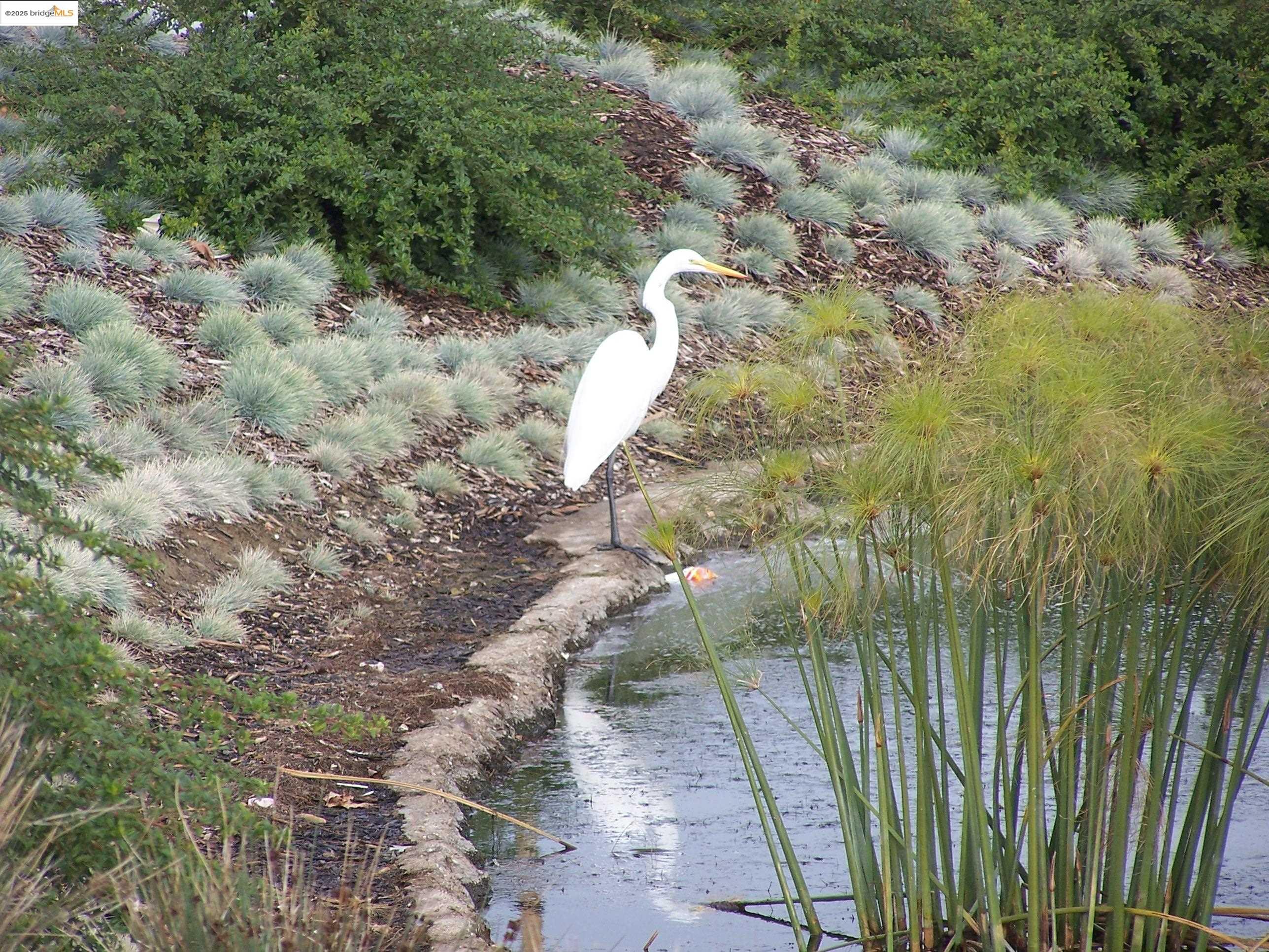 Detail Gallery Image 9 of 39 For 4794 Snowy Egret Way, Oakley,  CA 94561 - 4 Beds | 2/1 Baths