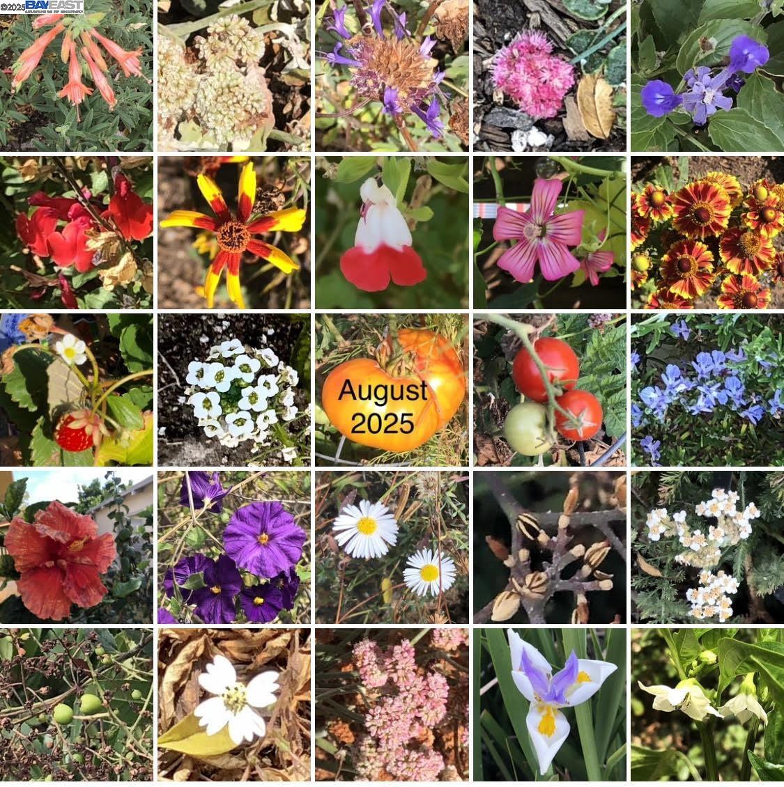 Detail Gallery Image 52 of 56 For 1542 Broadway, Alameda,  CA 94501 - 3 Beds | 1/1 Baths