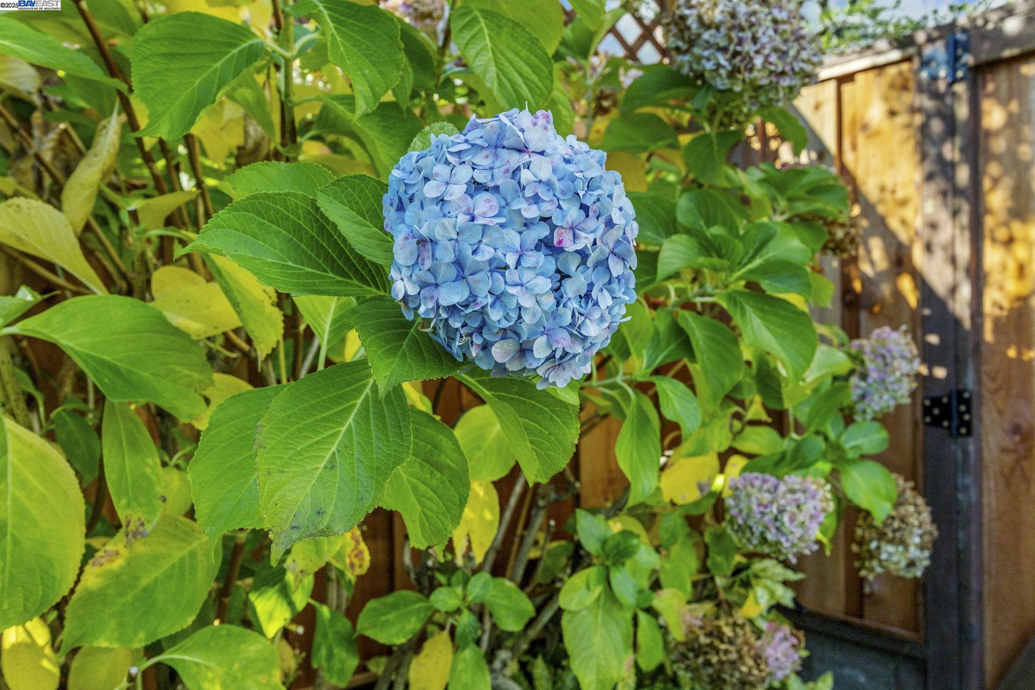 Detail Gallery Image 39 of 55 For 2461 Trenton Dr, San Bruno,  CA 94066 - 3 Beds | 2 Baths