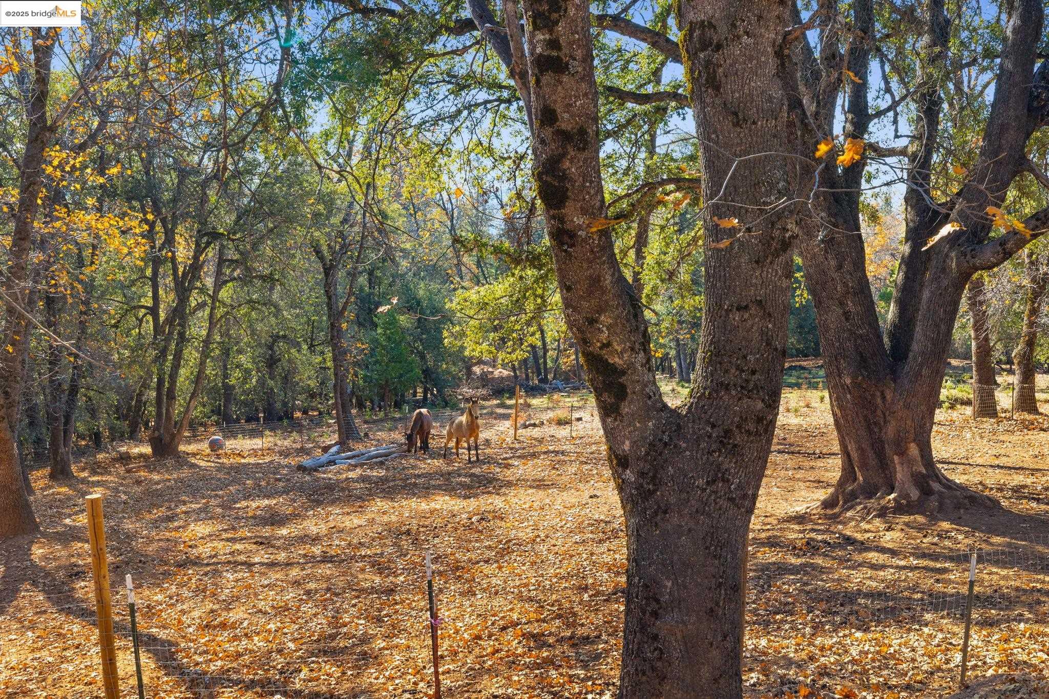 Detail Gallery Image 41 of 55 For 16144 Big Hill Road, Sonora,  CA 95370 - 2 Beds | 2 Baths