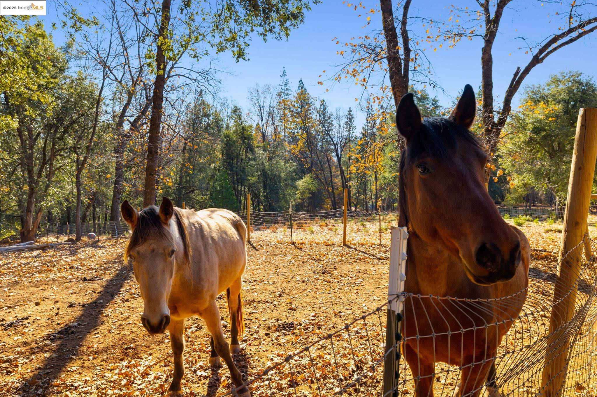 Detail Gallery Image 43 of 55 For 16144 Big Hill Road, Sonora,  CA 95370 - 2 Beds | 2 Baths
