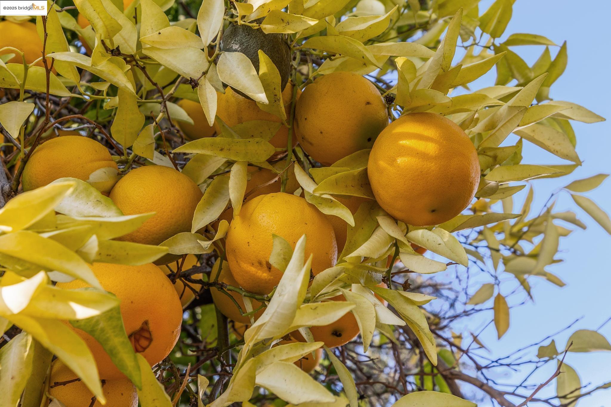 Detail Gallery Image 41 of 43 For 1918 Marguerite Ave, Pleasant Hill,  CA 94523 - 3 Beds | 3 Baths