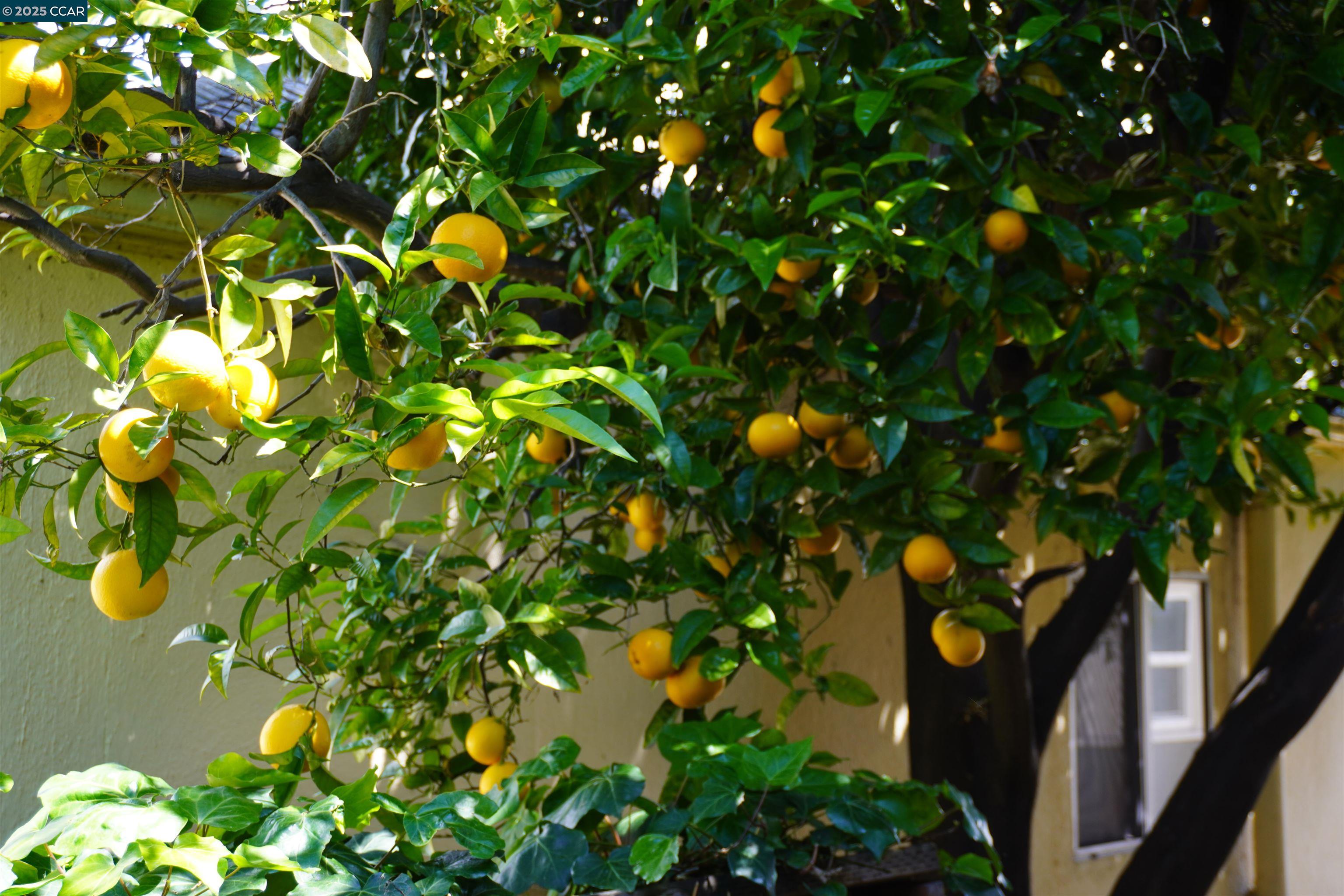 Detail Gallery Image 5 of 19 For 2645 Maxwell, Oakland,  CA 94619 - 4 Beds | 2 Baths