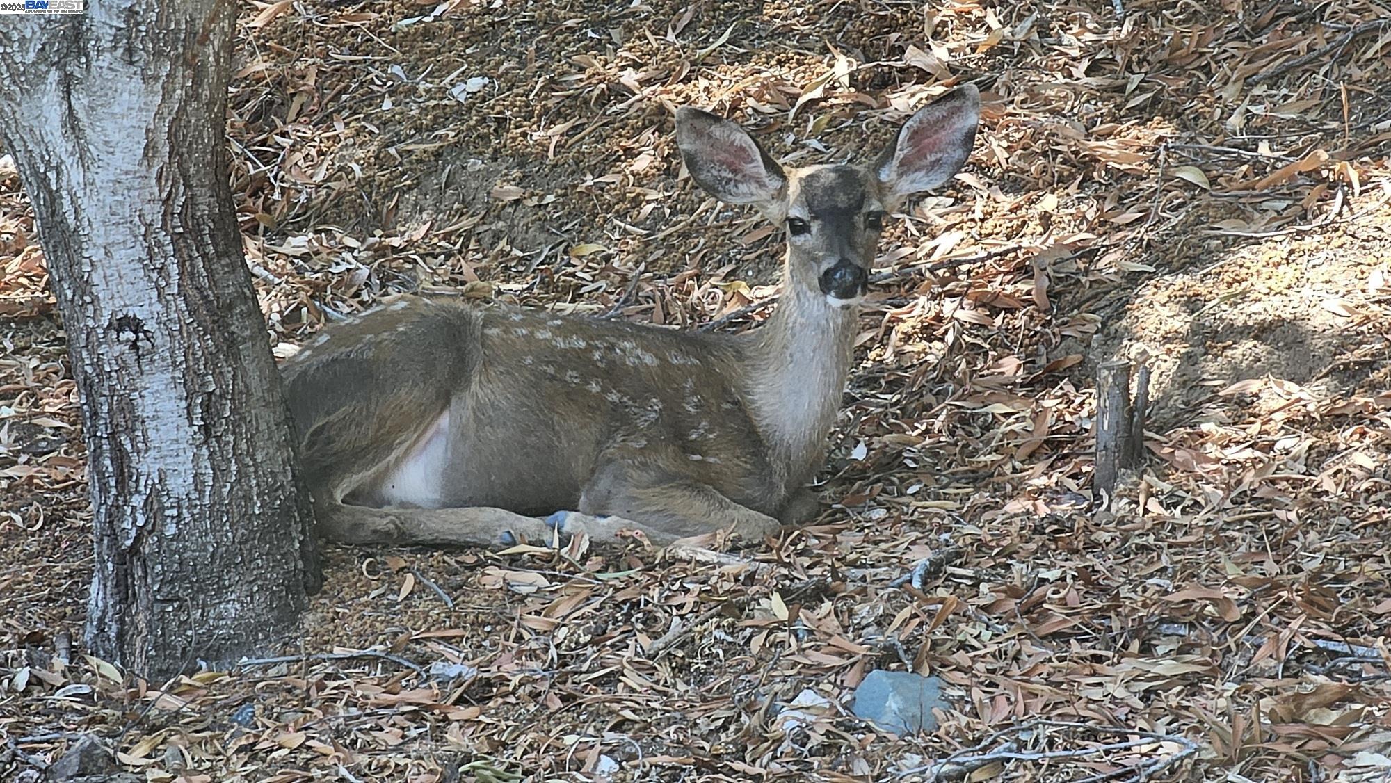Detail Gallery Image 33 of 43 For 35 San Joaquin Pl, Novato,  CA 94947 - 4 Beds | 3 Baths