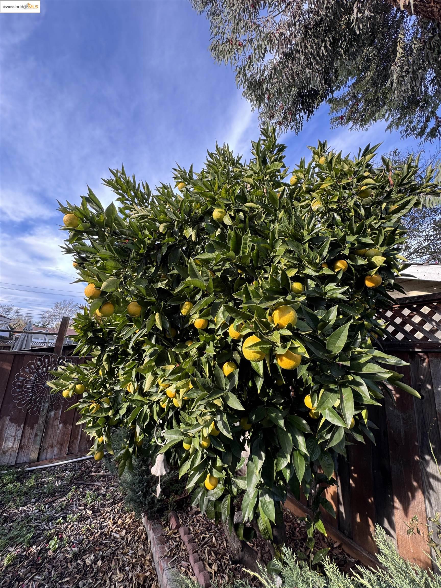 Detail Gallery Image 26 of 49 For 7081 Ann Arbor Way, Dublin,  CA 94568 - 4 Beds | 2/1 Baths
