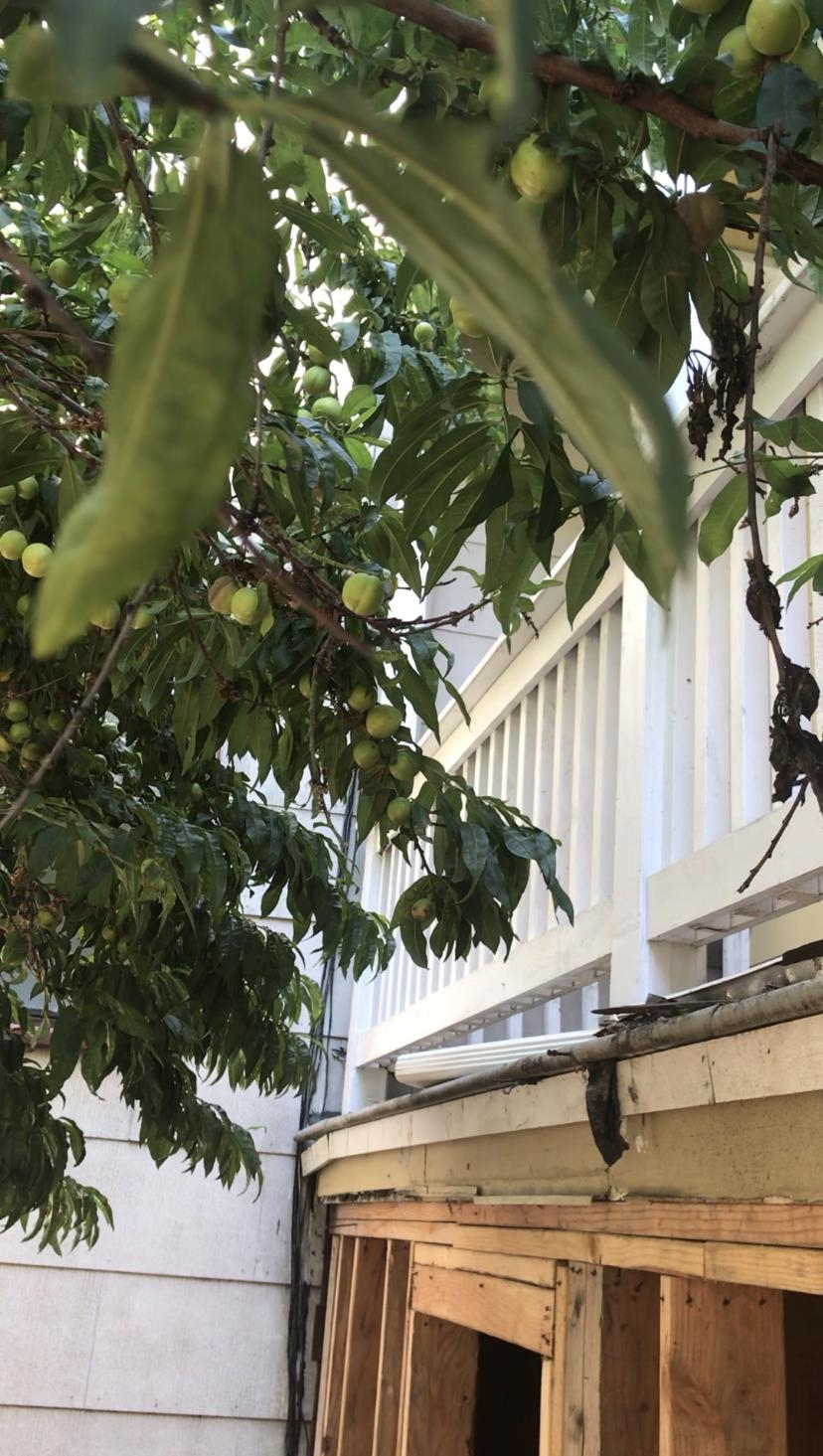 Detail Gallery Image 2 of 3 For 3529 Mission St, San Francisco,  CA 94110 - 5 Beds | 4 Baths