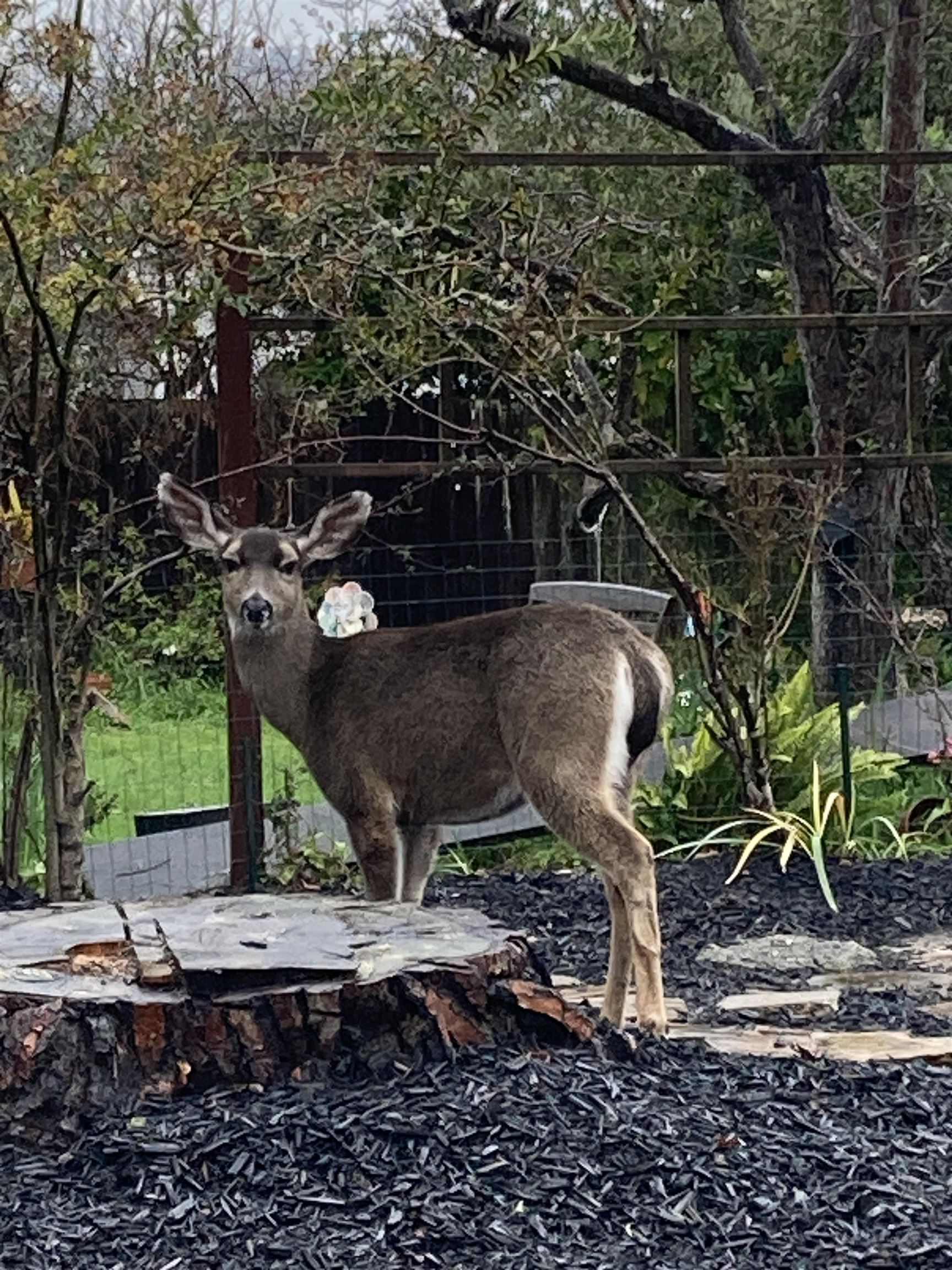 Detail Gallery Image 39 of 41 For 1515 Rose St, Berkeley,  CA 94703 - 4 Beds | 1 Baths