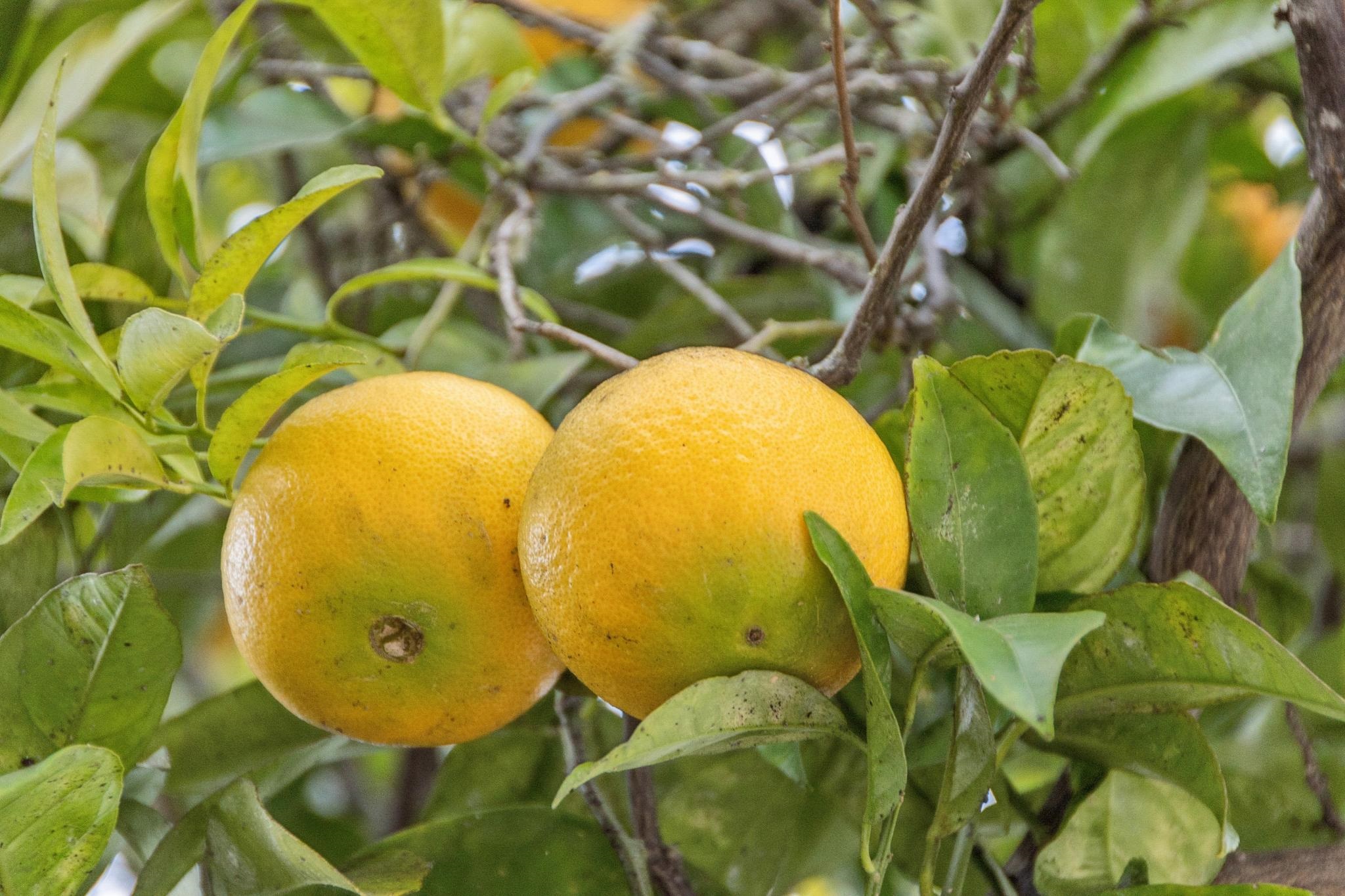 Detail Gallery Image 57 of 60 For 110 Duncan Way, Oakland,  CA 94611 - 2 Beds | 1 Baths