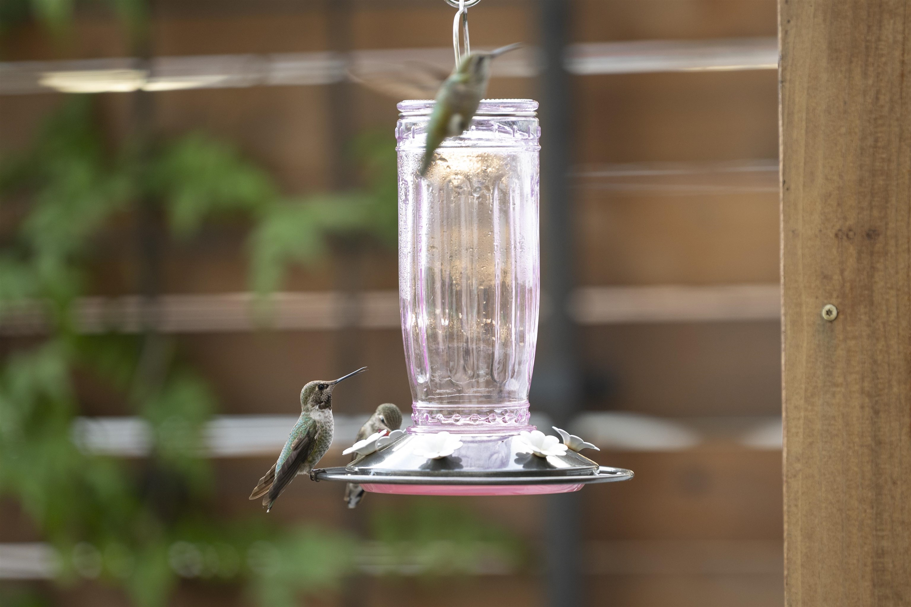 Photo #32: 41119778 Listing: Photo #32