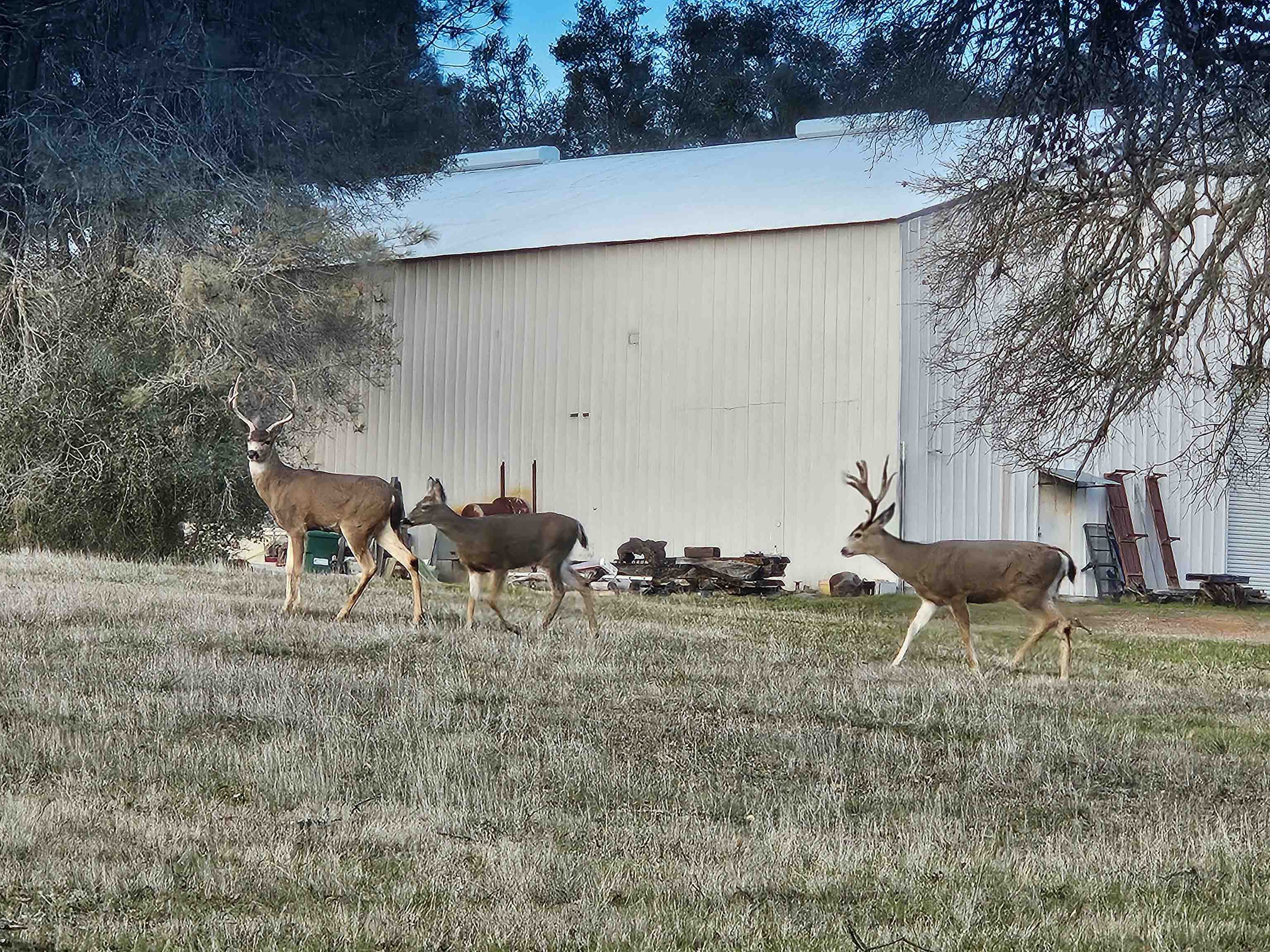 Detail Gallery Image 52 of 60 For 4600 El Caminito Rd, Shingle Springs,  CA 95682-0000 - 6 Beds | 2 Baths