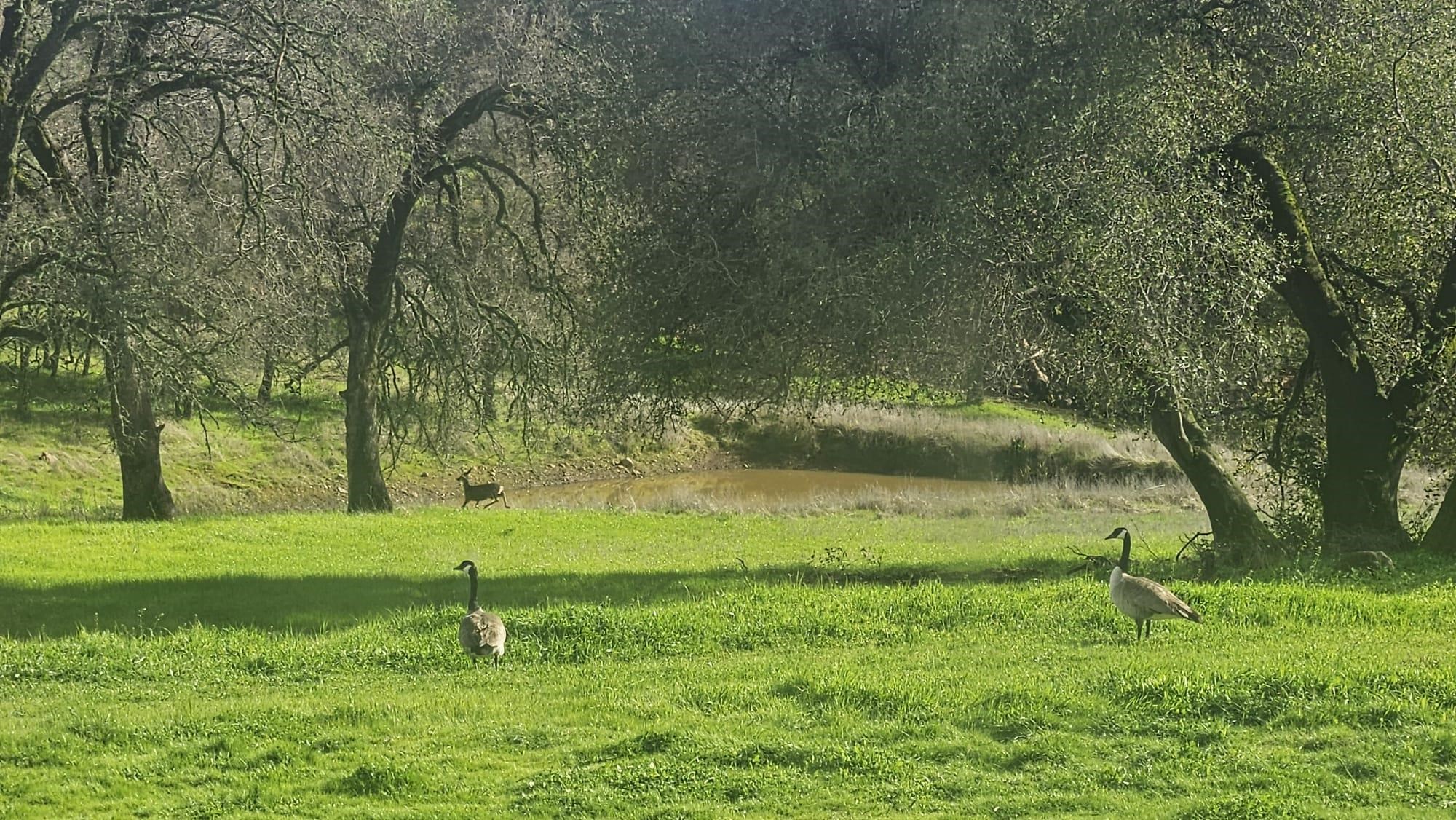 Detail Gallery Image 53 of 60 For 4600 El Caminito Rd, Shingle Springs,  CA 95682-0000 - 6 Beds | 2 Baths