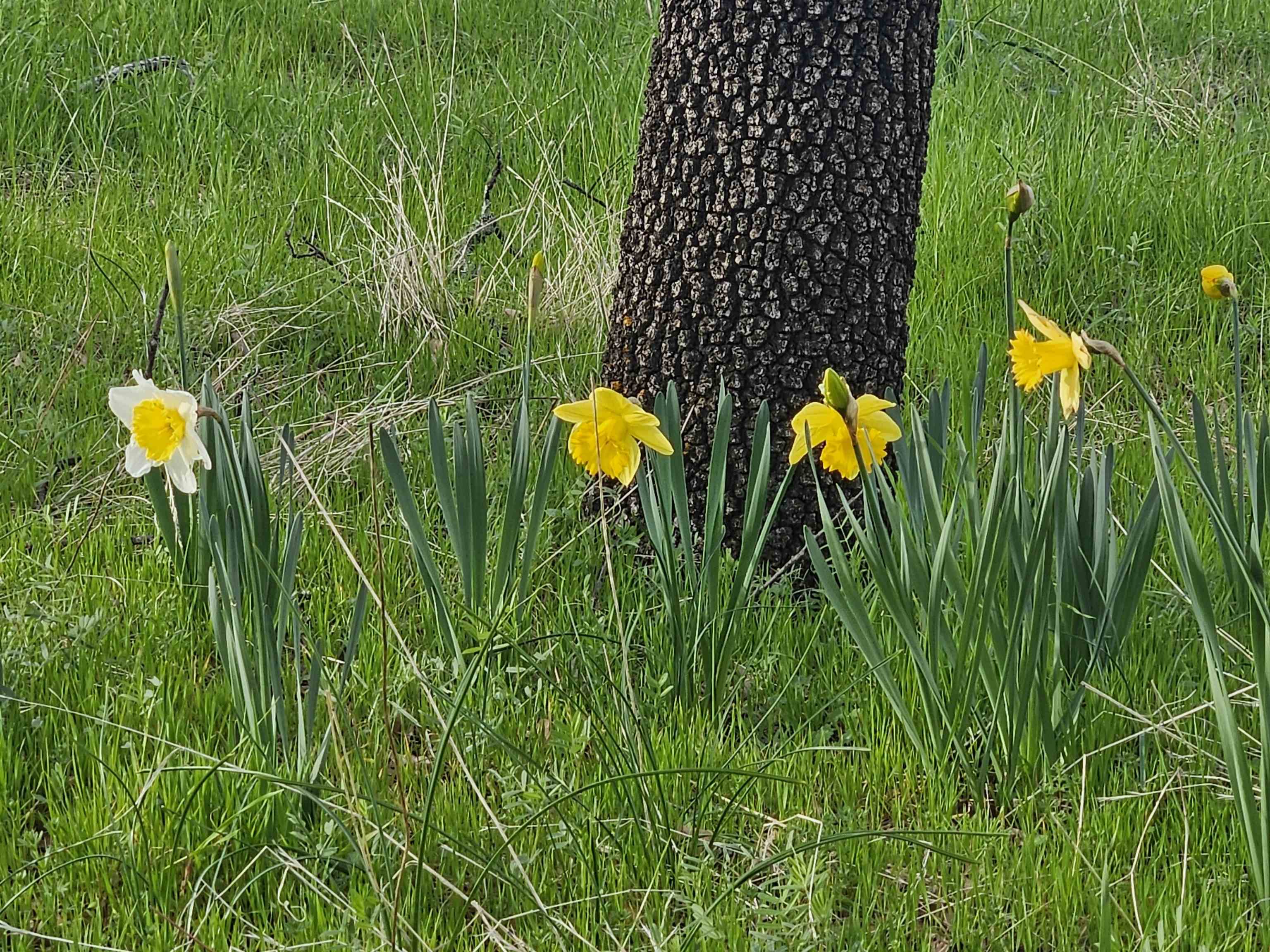 Detail Gallery Image 55 of 60 For 4600 El Caminito Rd, Shingle Springs,  CA 95682-0000 - 6 Beds | 2 Baths